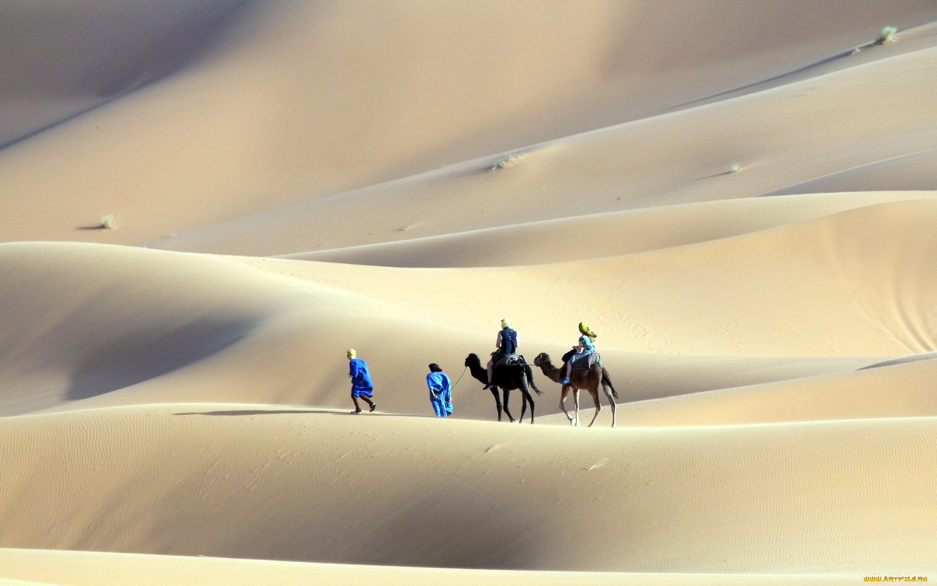 природа, пустыни, люди, барханы, верблюды, пустыня, песок