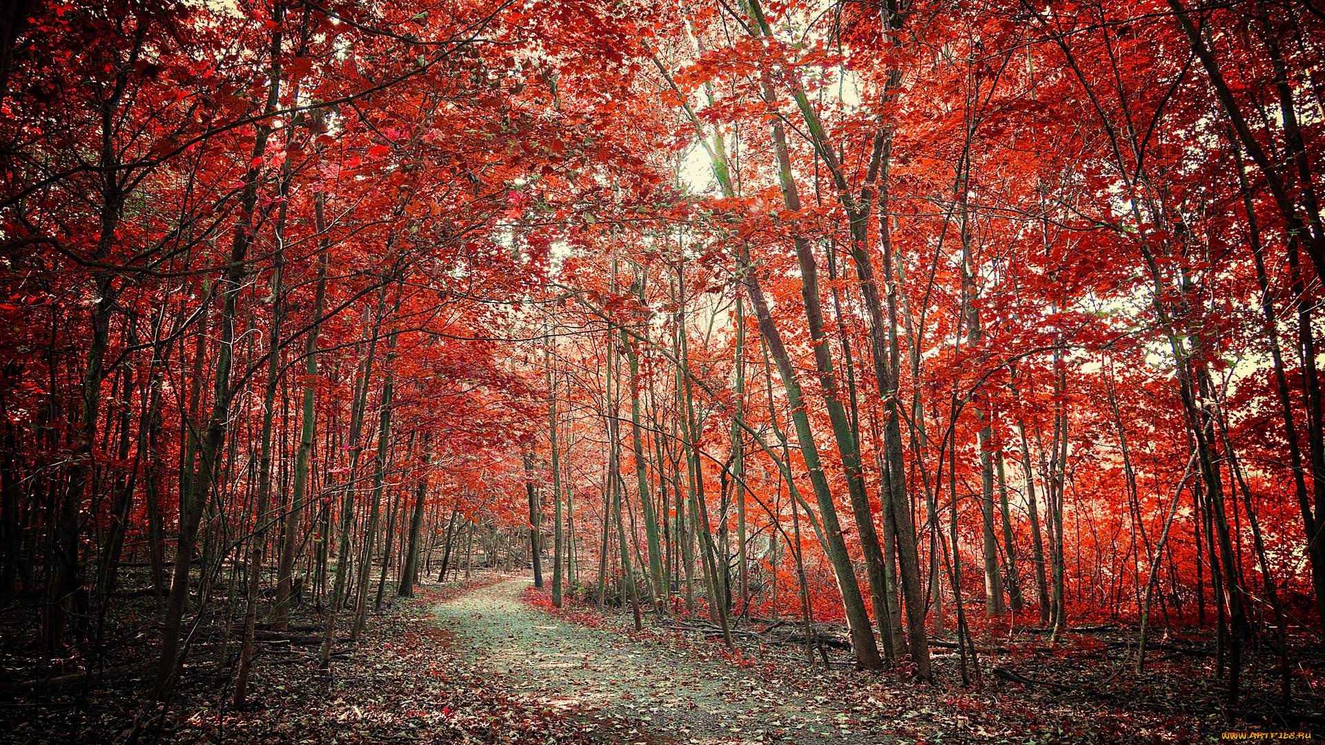 природа, дороги, дорога, деревья, лес, осень, пейзаж
