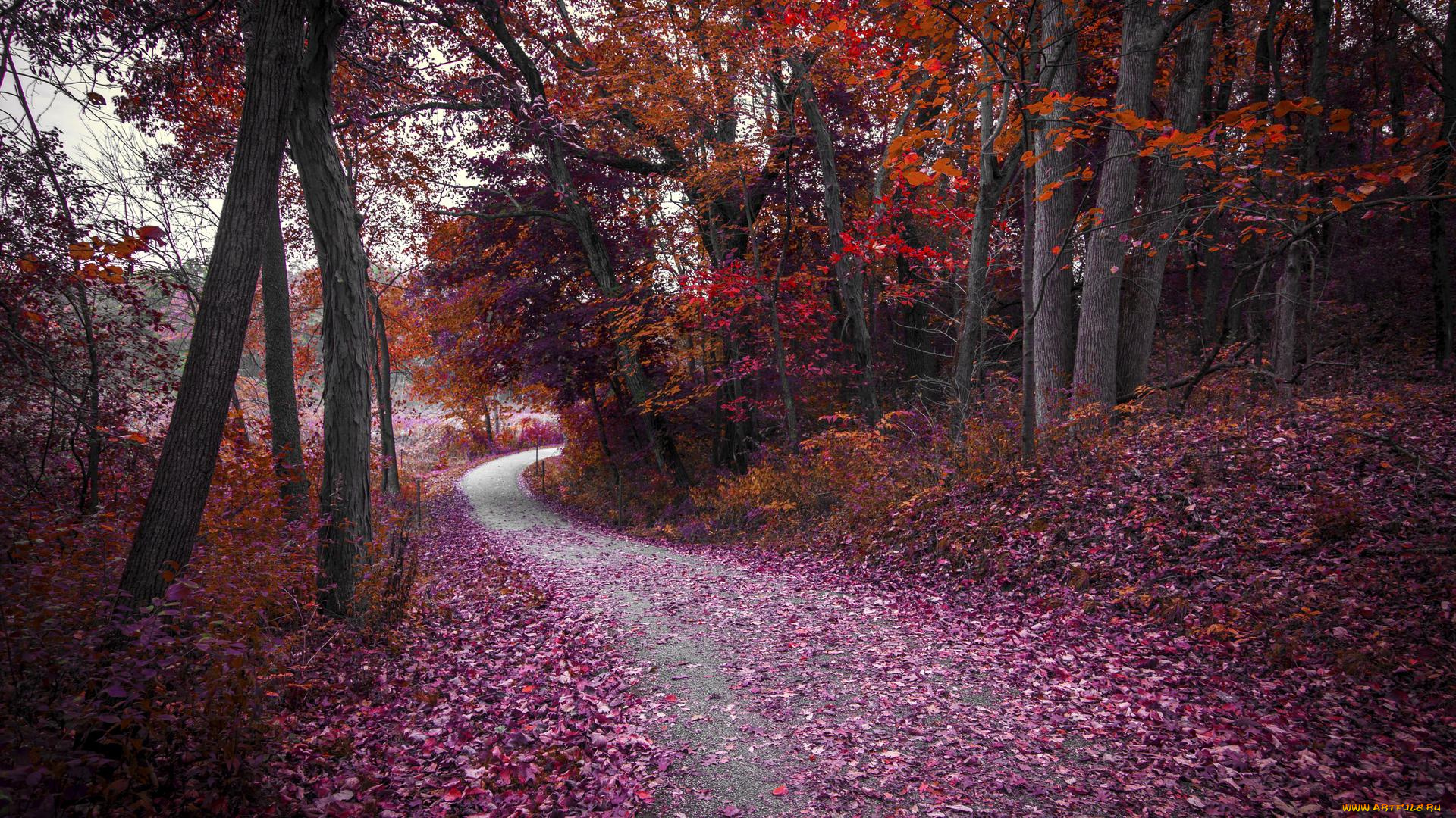 природа, дороги, дорога, лес, деревья, осень, пейзаж