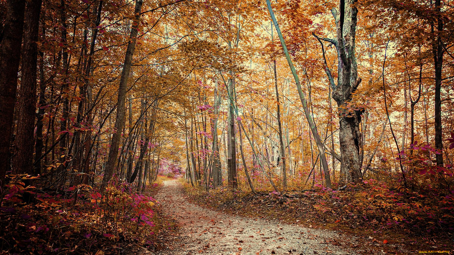 природа, дороги, осень, дорога, лес, деревья, пейзаж