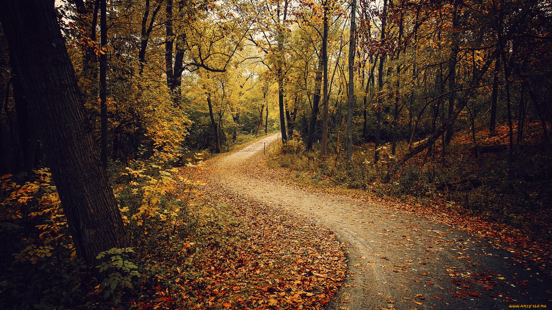 природа, дороги, осень, лес, деревья, дорога, пейзаж