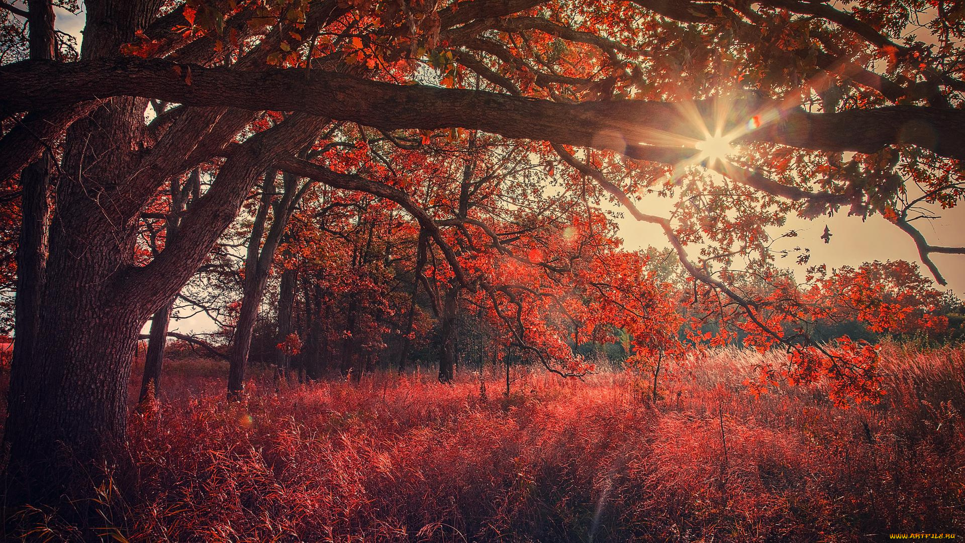 природа, лес, пейзаж, деревья, осень