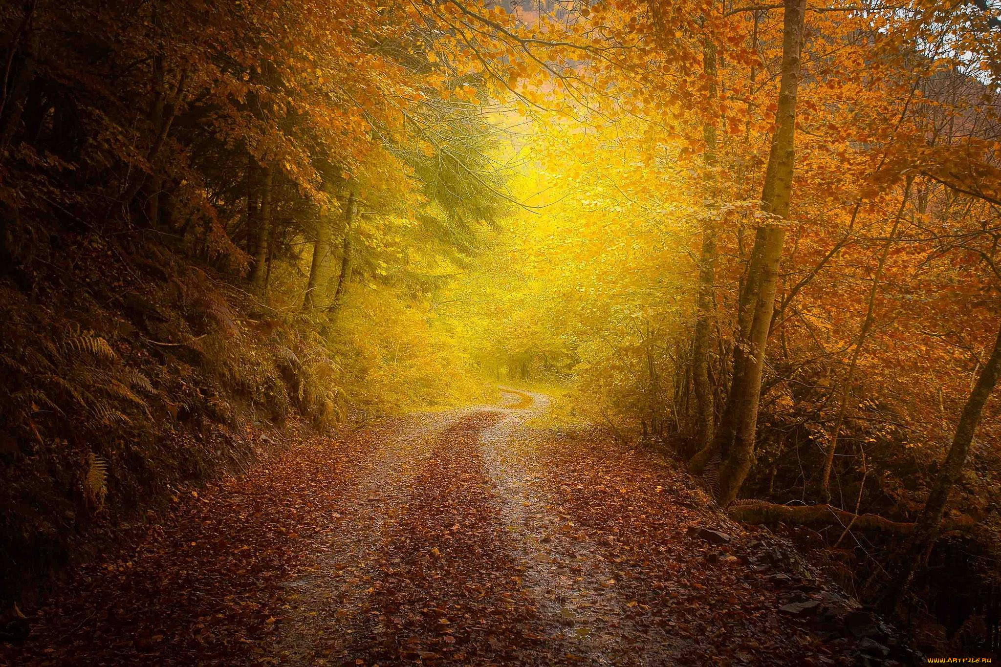 природа, дороги, осень, дорога, деревья, пейзаж