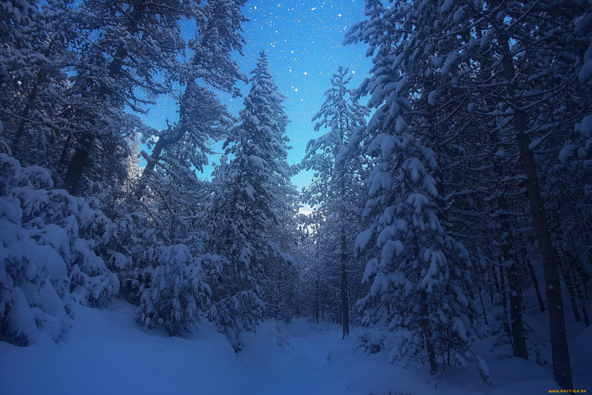 природа, лес, зима, снег, деревья, пейзаж