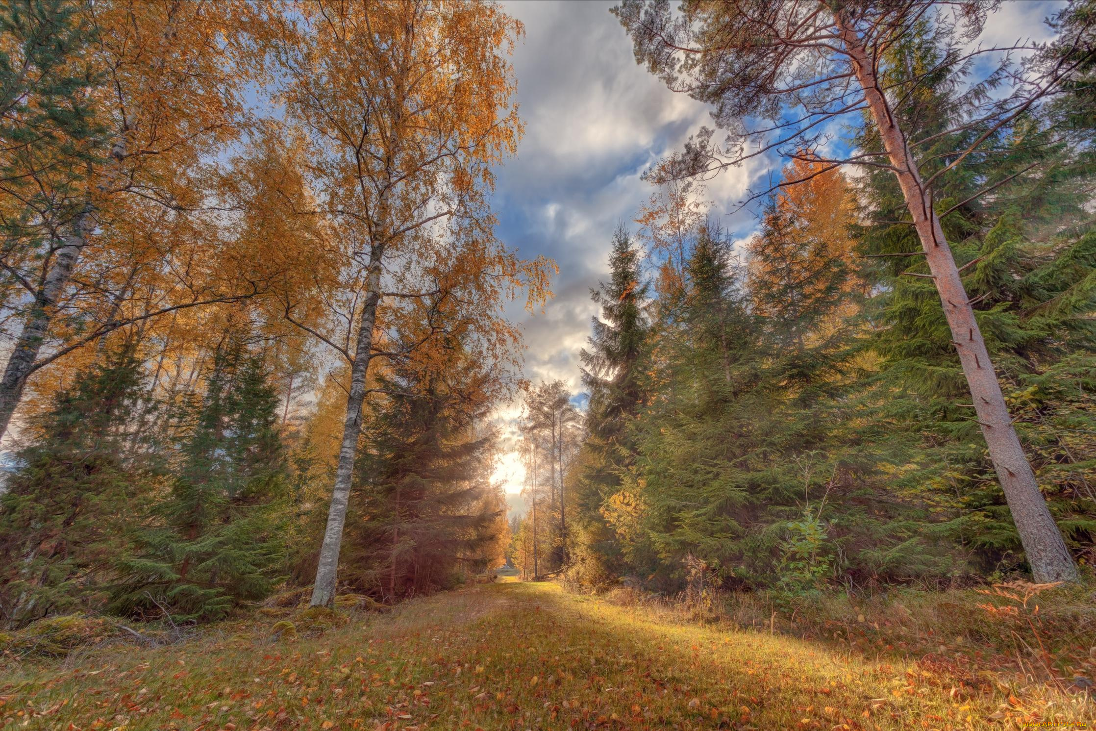 природа, дороги, лес, осень, пейзаж, дорога, деревья
