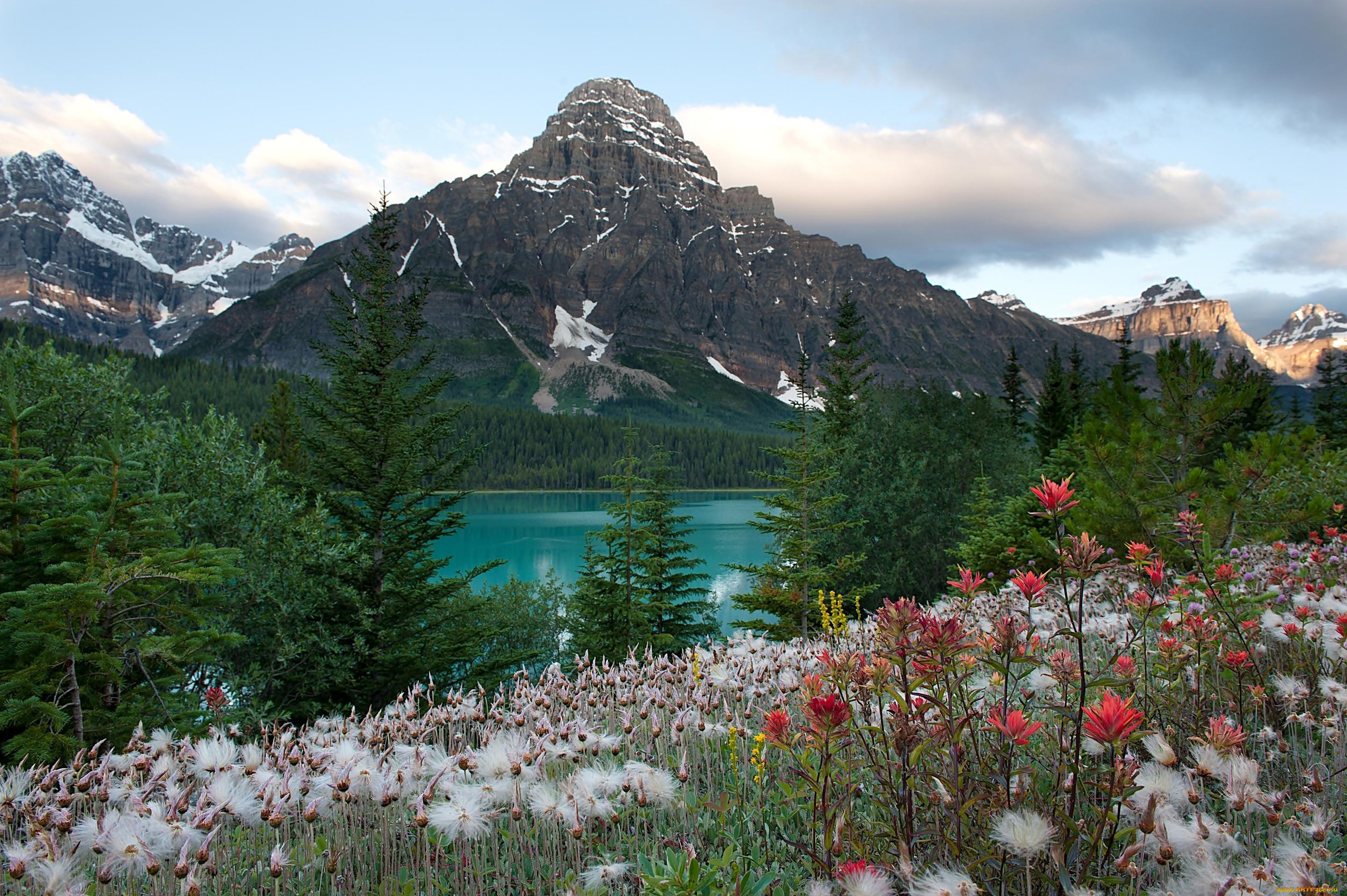 природа, пейзажи, горы, озеро, цветы