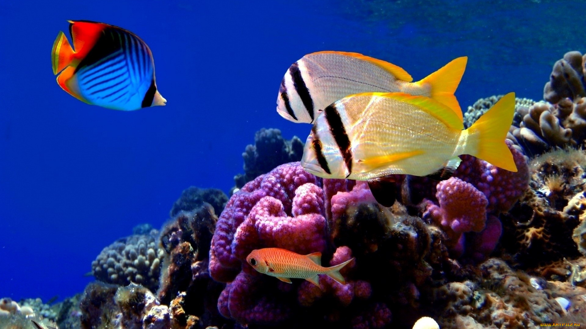 животные, морская, фауна, рыбы, кораллы, актинии