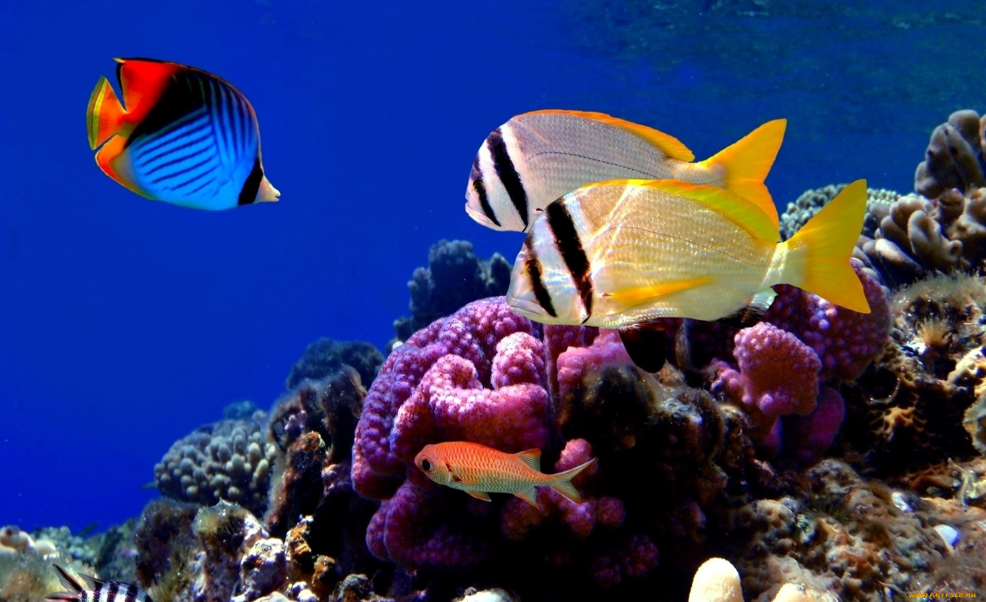 животные, морская, фауна, рыбы, кораллы, актинии