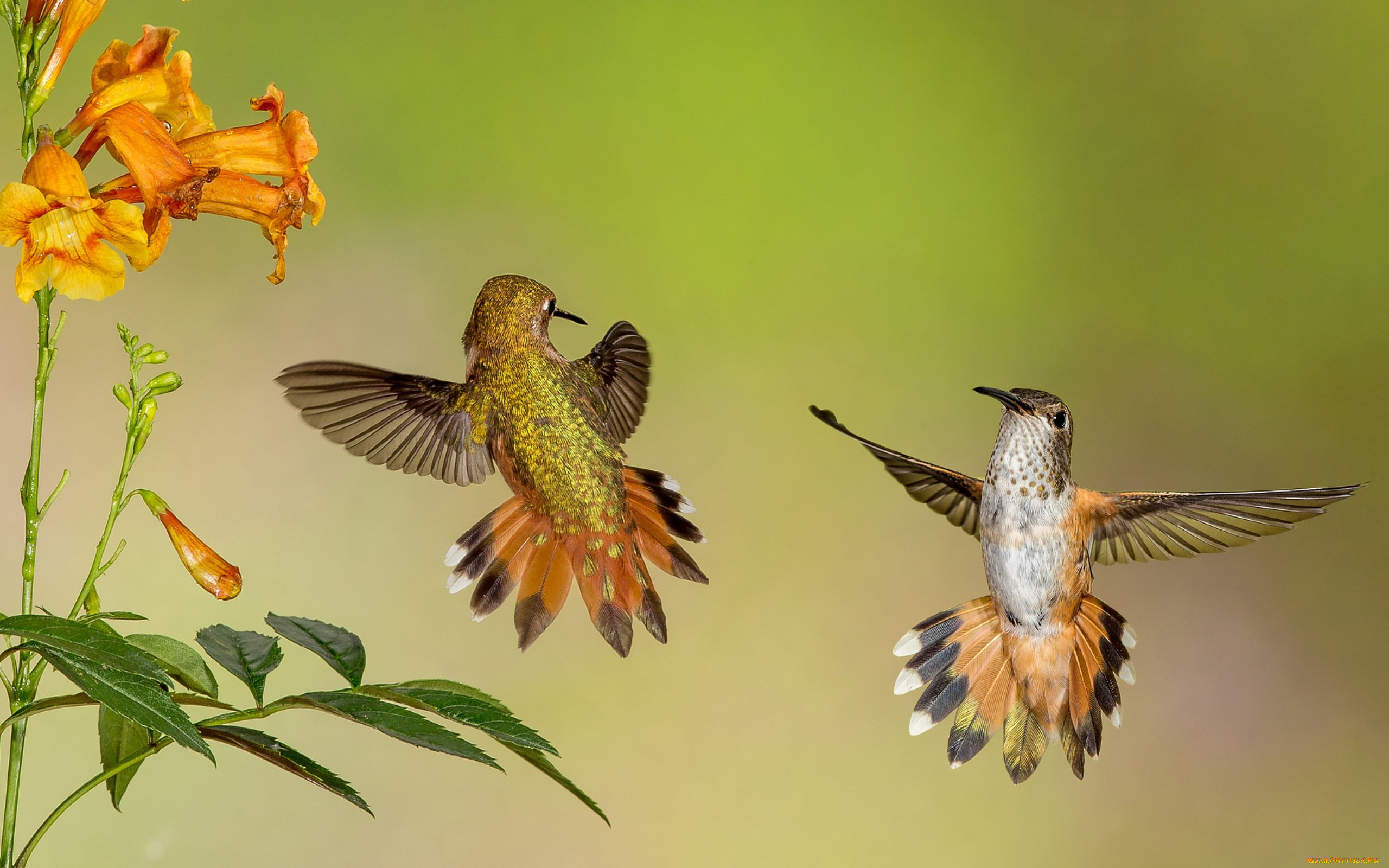 колибри, животные, самая, маленькая, птица, в, мире, да, само, название, птицы, очень, красивое, королева, нектара