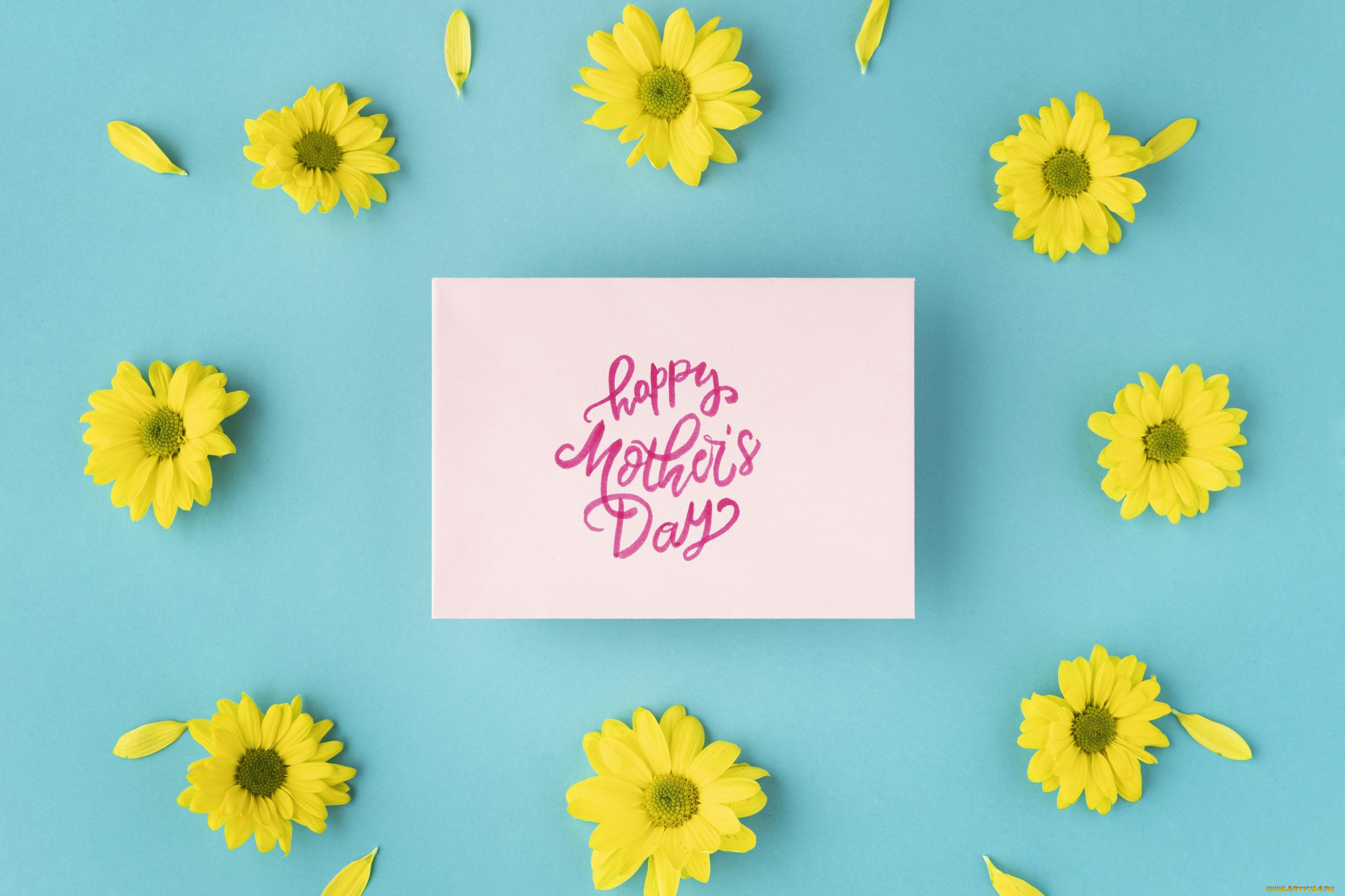 праздничные, день, матери, хризантемы, лепестки, надпись