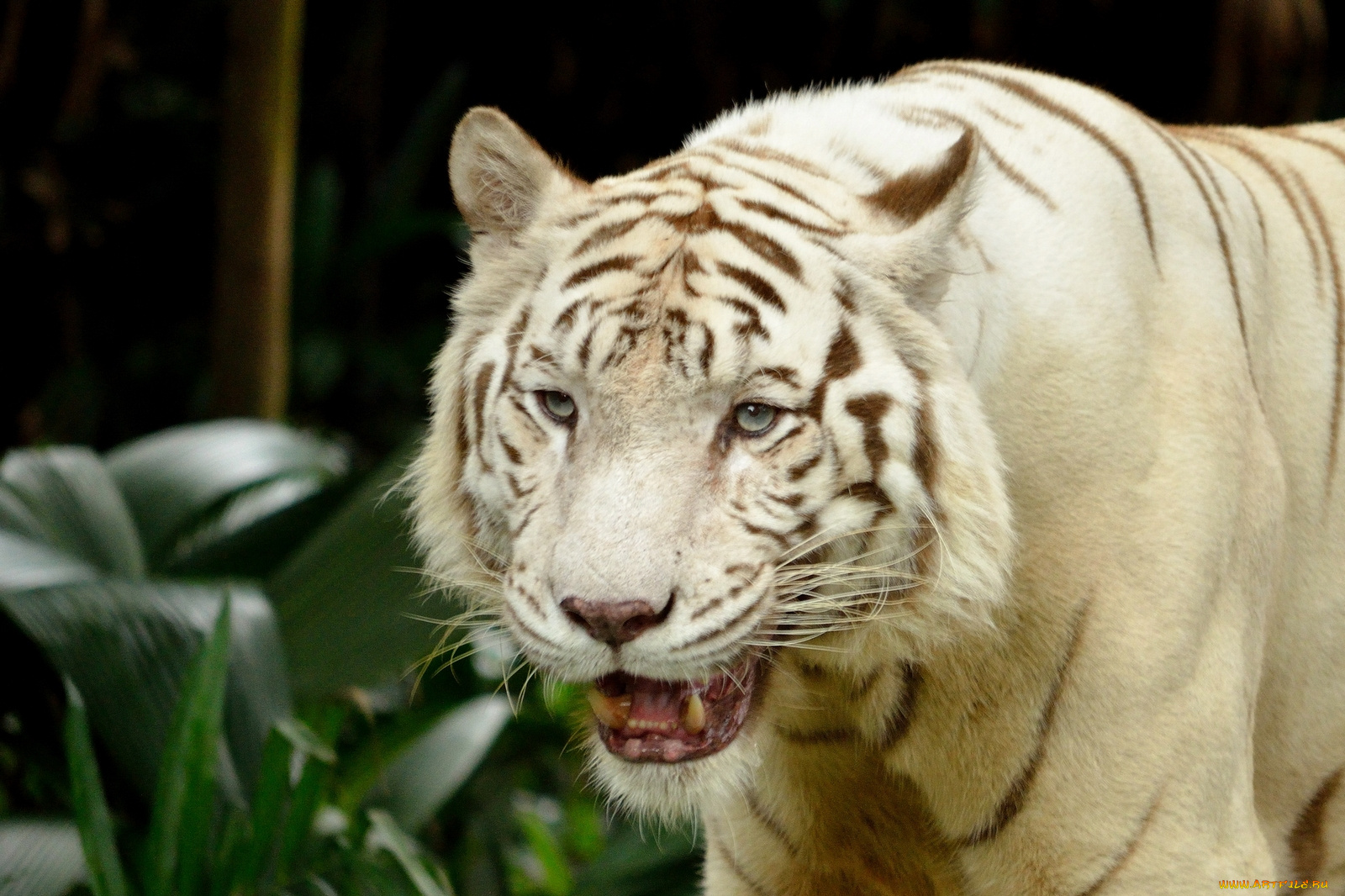 животные, тигры, зоопарк, в, сингапуре