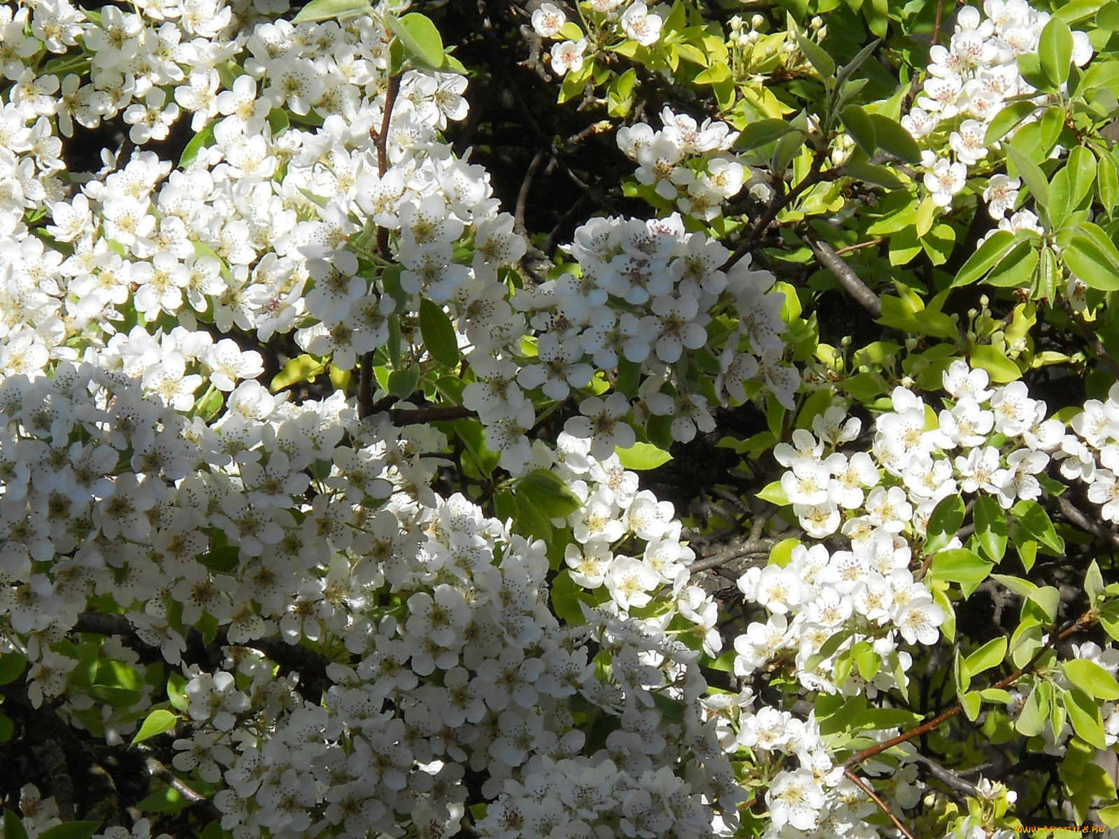 цветы, цветущие, деревья, кустарники, белый