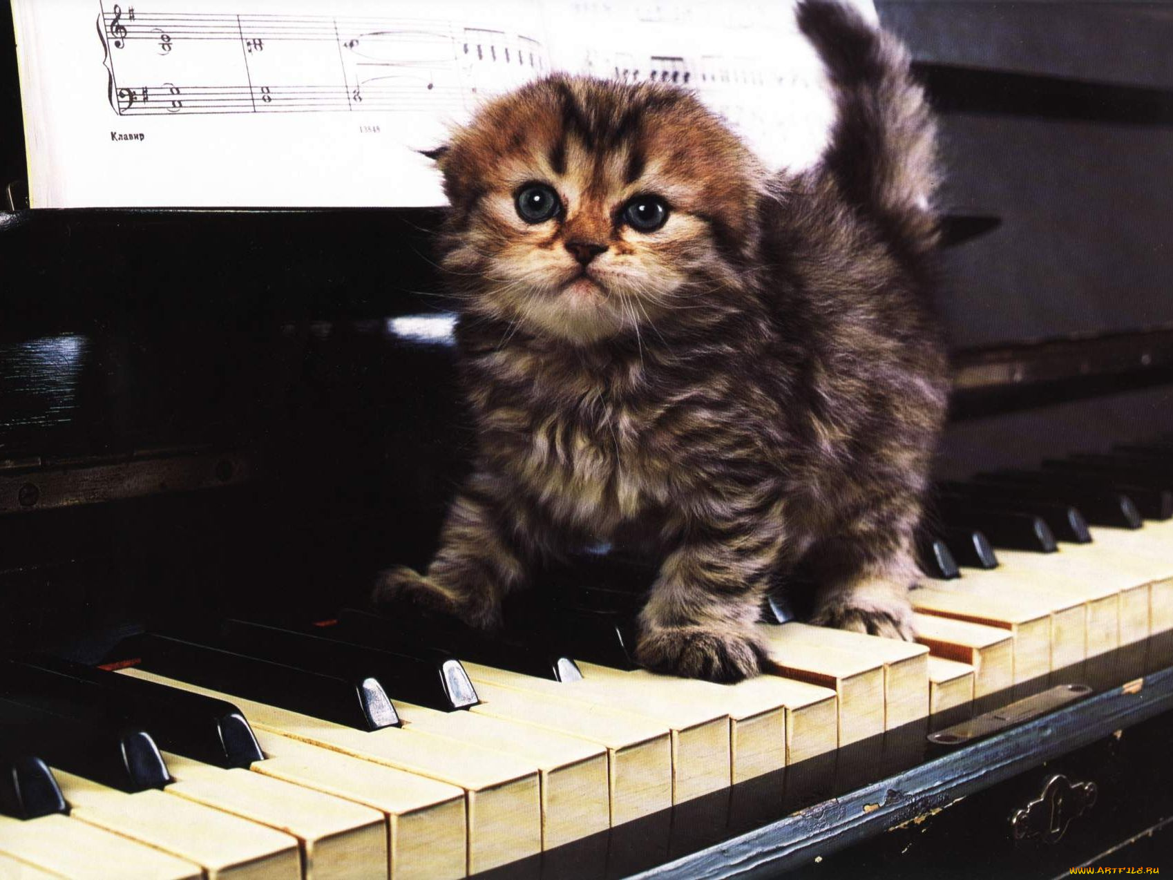 природа кот синтезатор животное скачать
