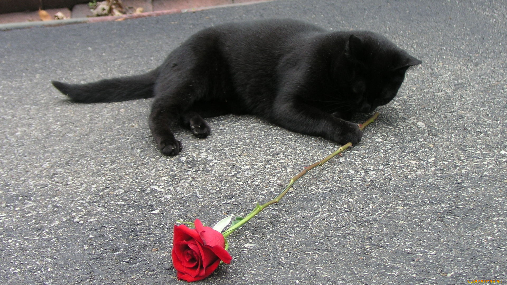 животные, коты, котенок, черный, роза