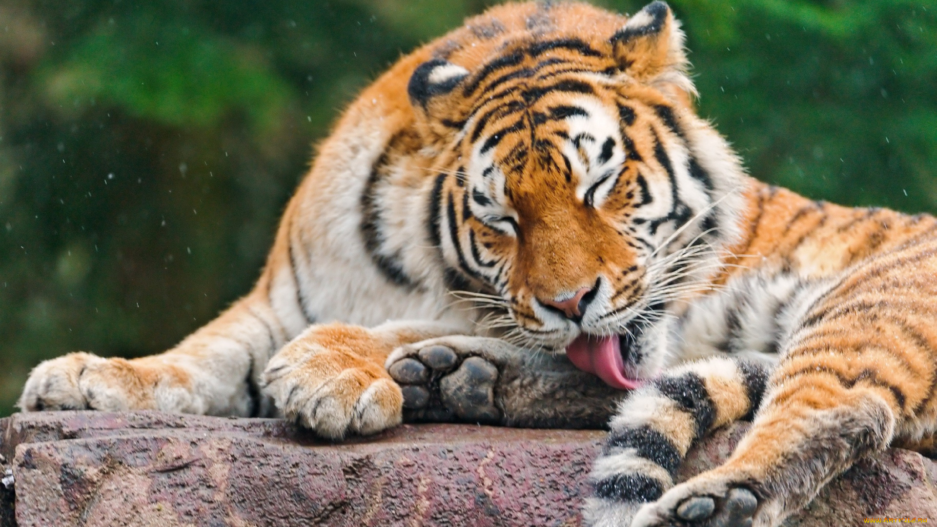 животные, тигры, хищник, язык