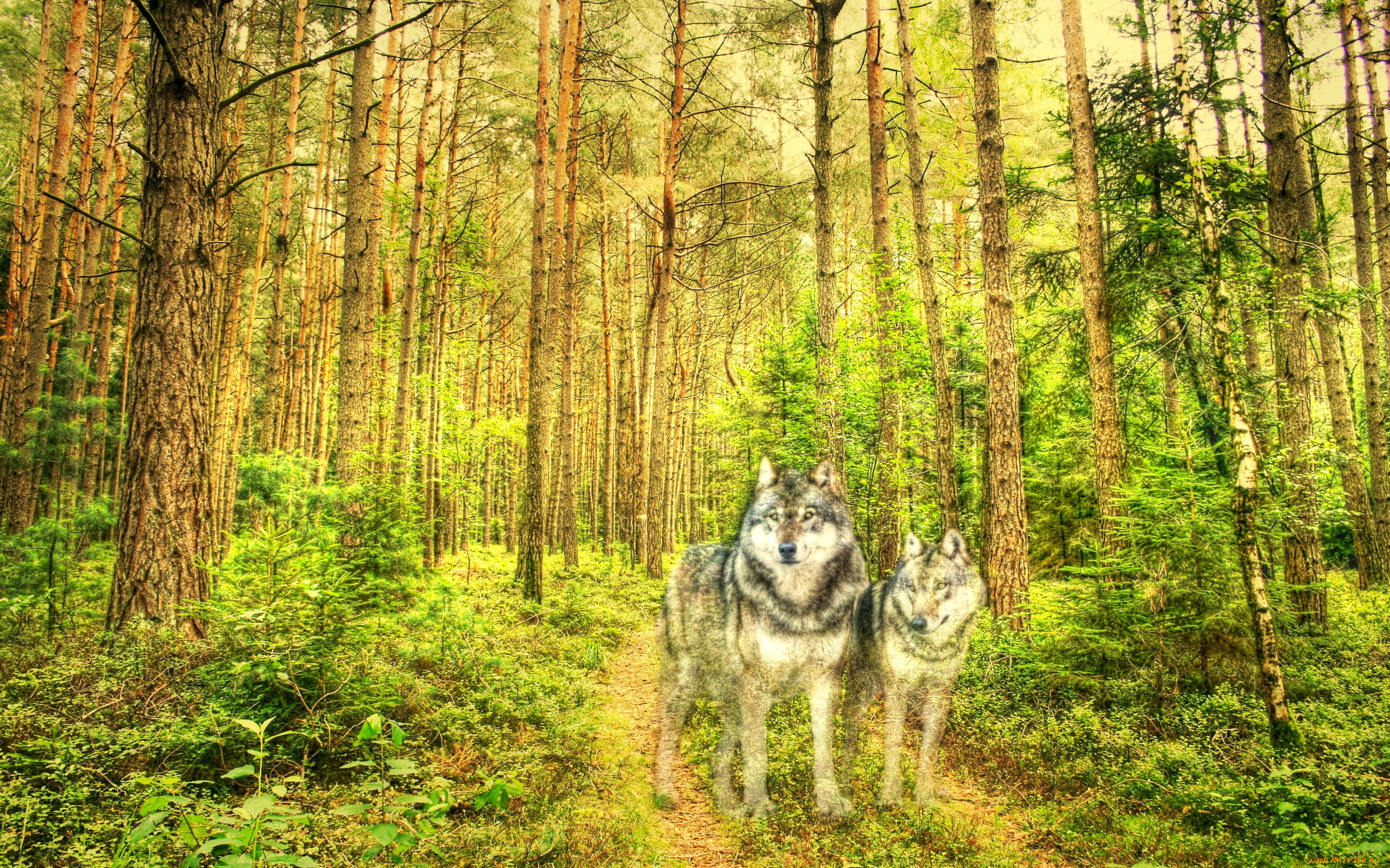 Трогательный лес. Лес с животными. Волк в лесу. Волк на фоне леса.