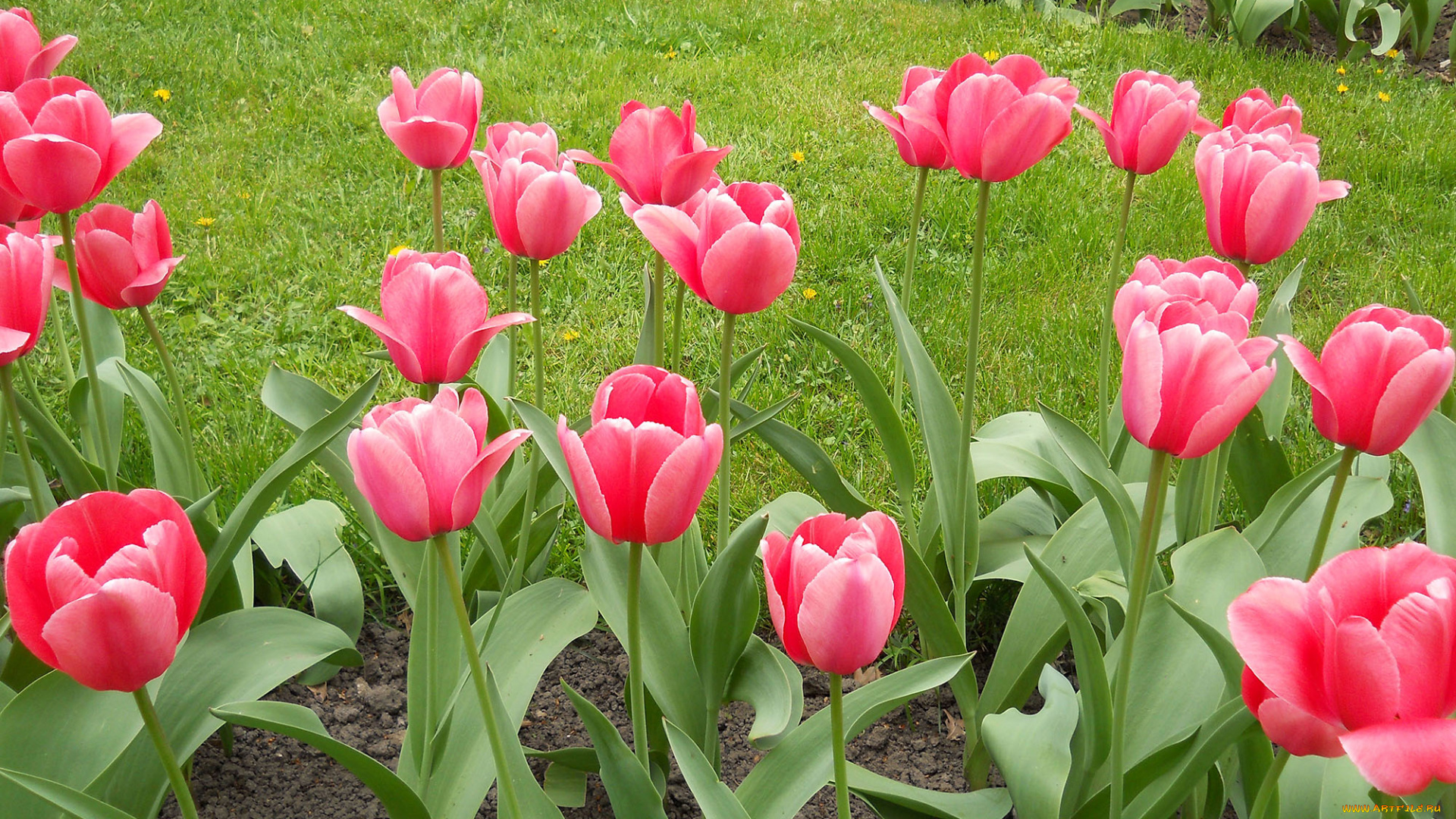 тюльпаны, в, киеве, цветы, тюльпаны, день, в, киеве, весна, ботанический, сад, украина, киев