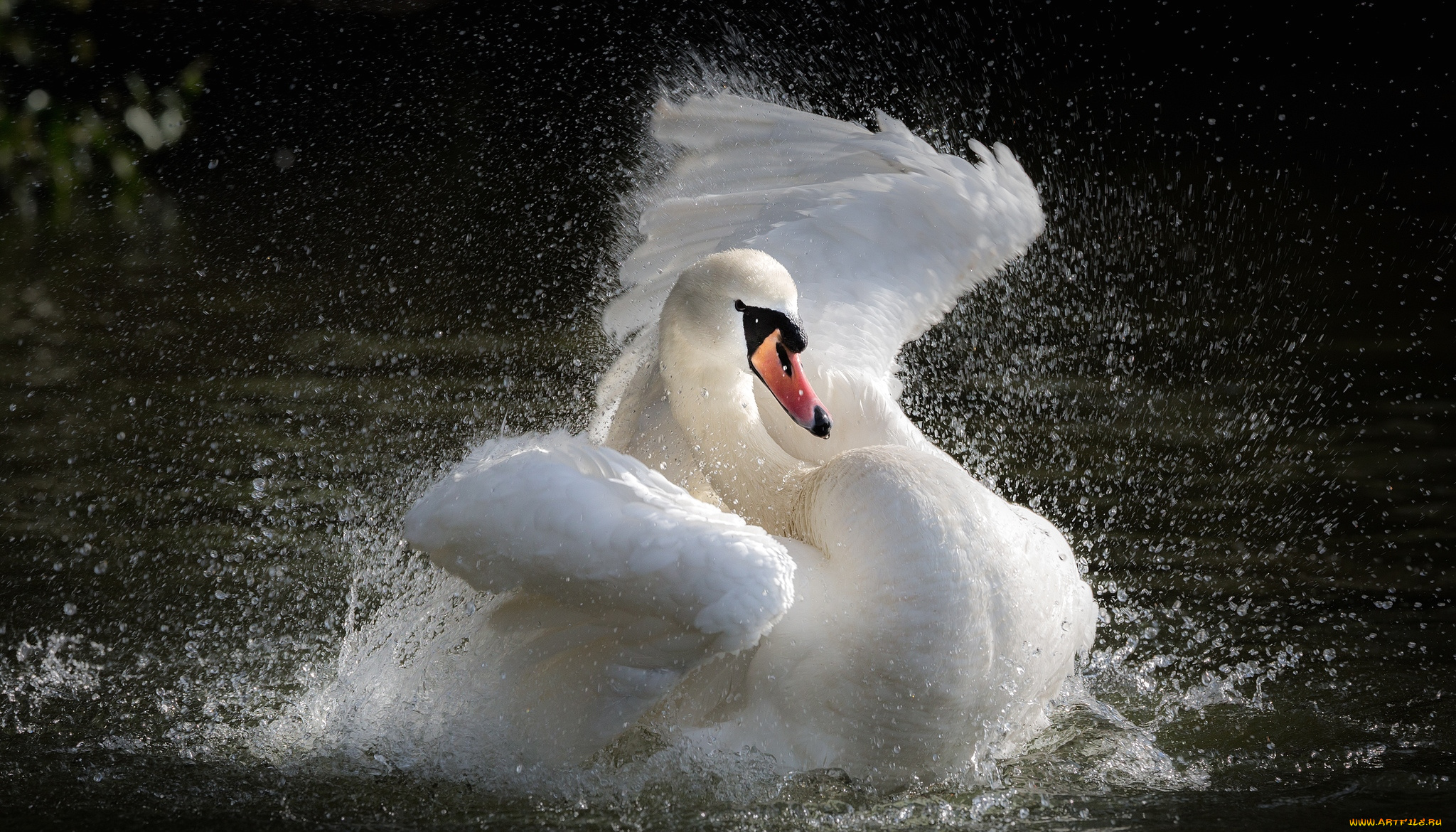 White swan. Лебедь шипун Крылья. Красивый лебедь в брызгах. Мерцающий лебедь. Обои лебеди.