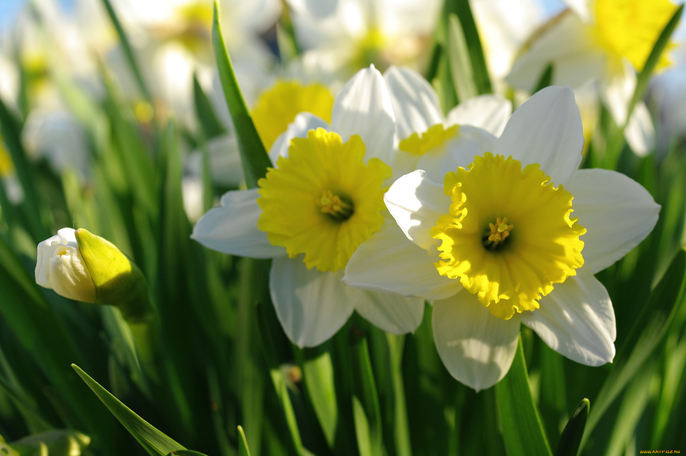 Покажи нарциссы. Нарцисс цветок. Нарцисс Avalanche. Нарцисс (растение). Нарцисс Sunday Star.