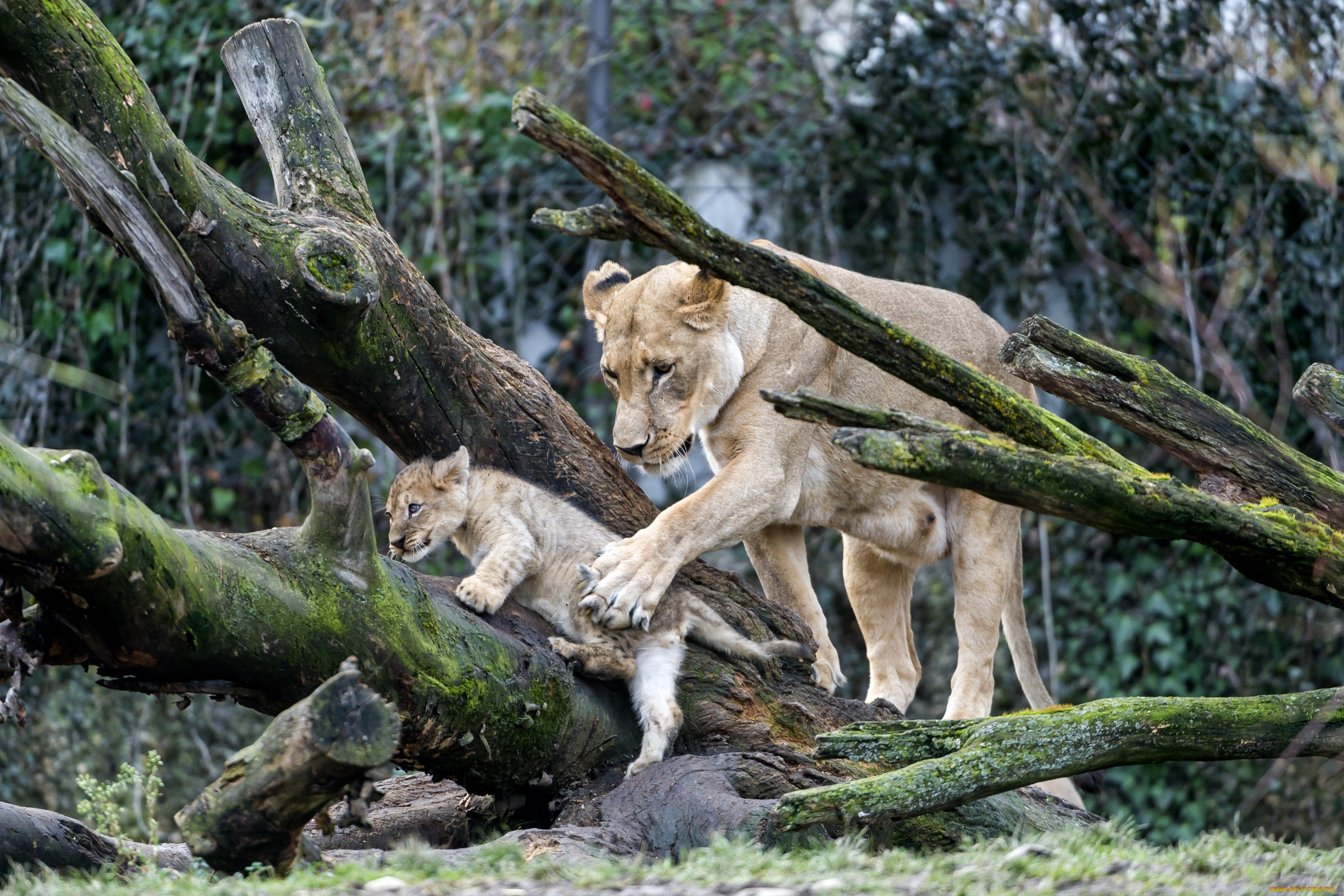 животные, львы, любовь, мама, забота