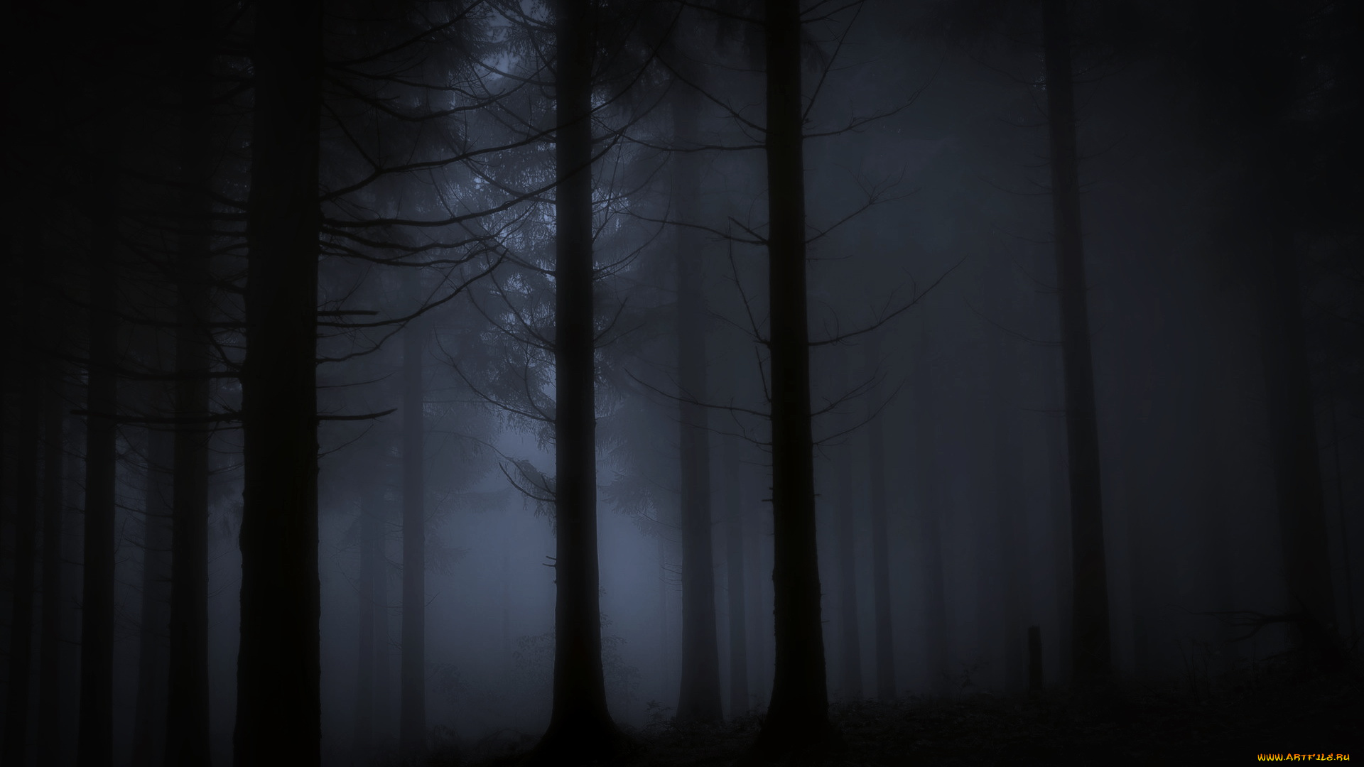 природа, лес, ночь, туман