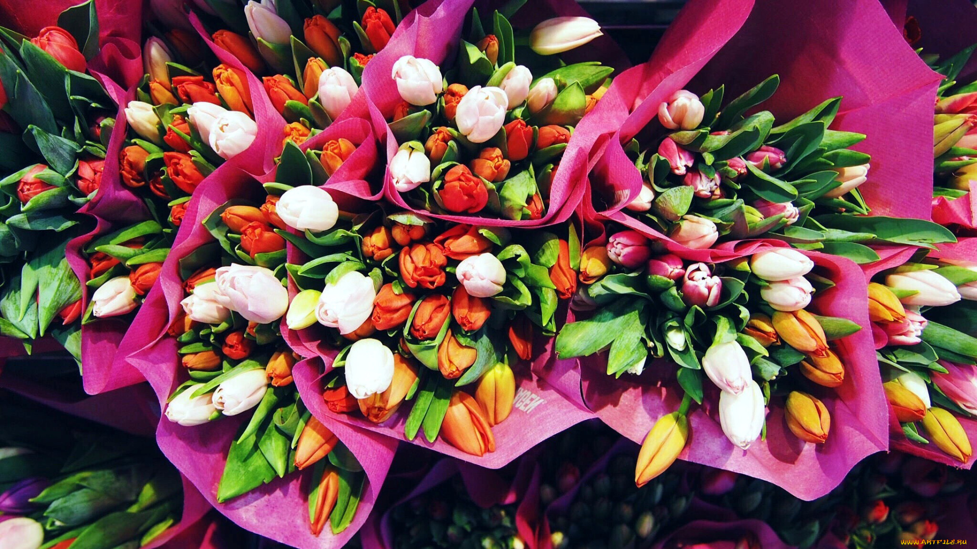 цветы, тюльпаны, ассорти