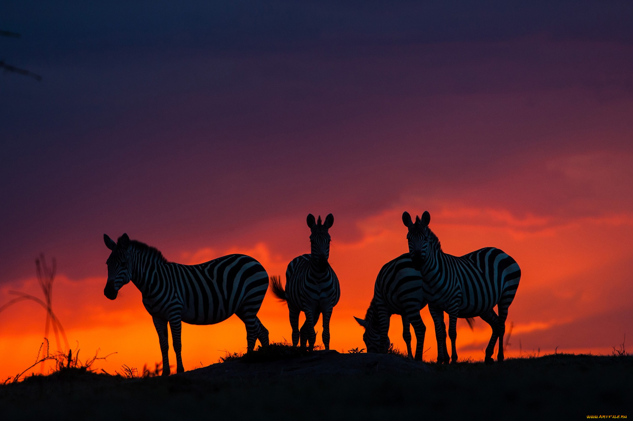 животные, зебры, саванна, закат, африка
