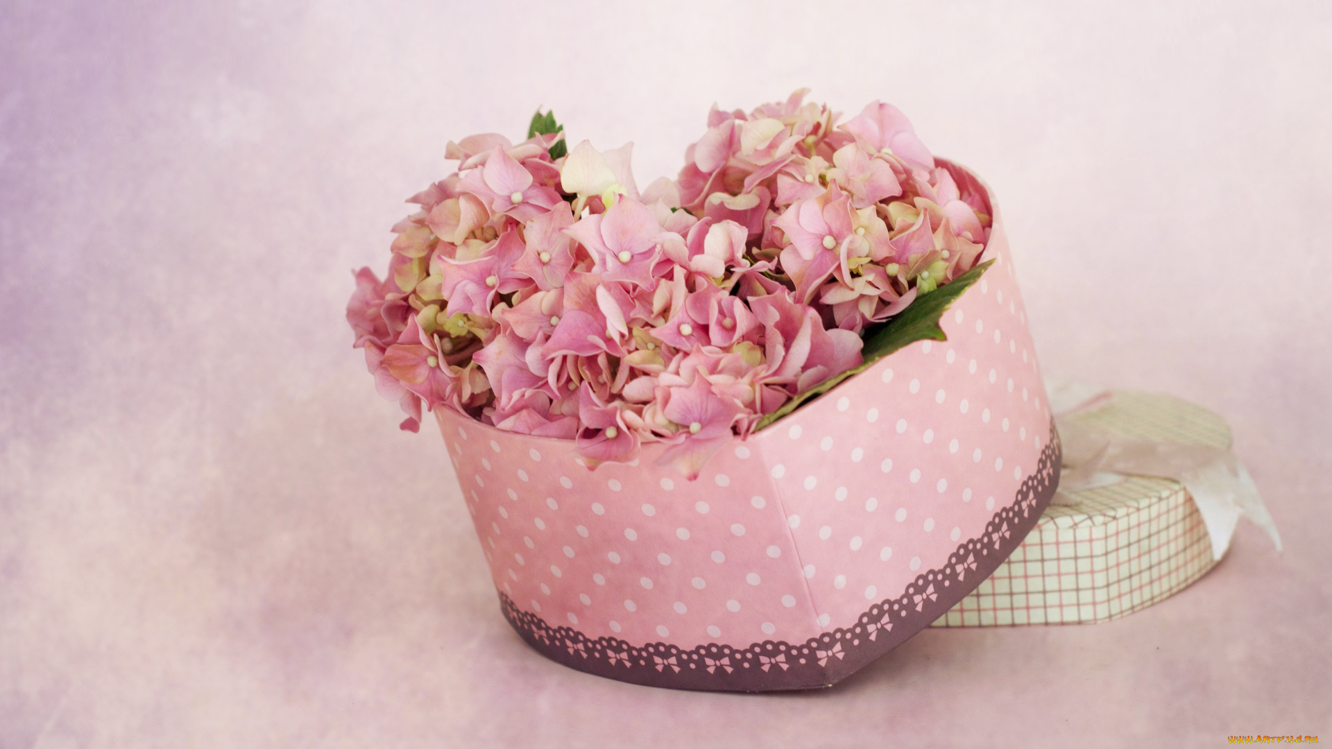 цветы, гортензия, коробка, розовые, сердечко