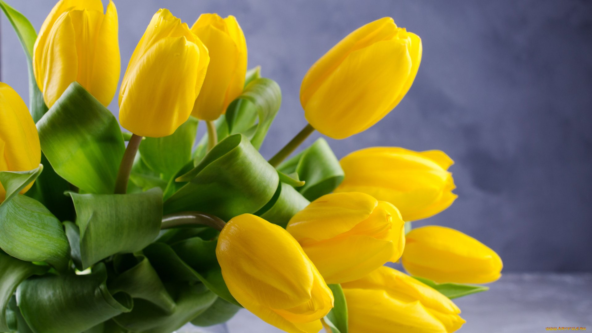 цветы, тюльпаны, фон, букет, желтые, красивые