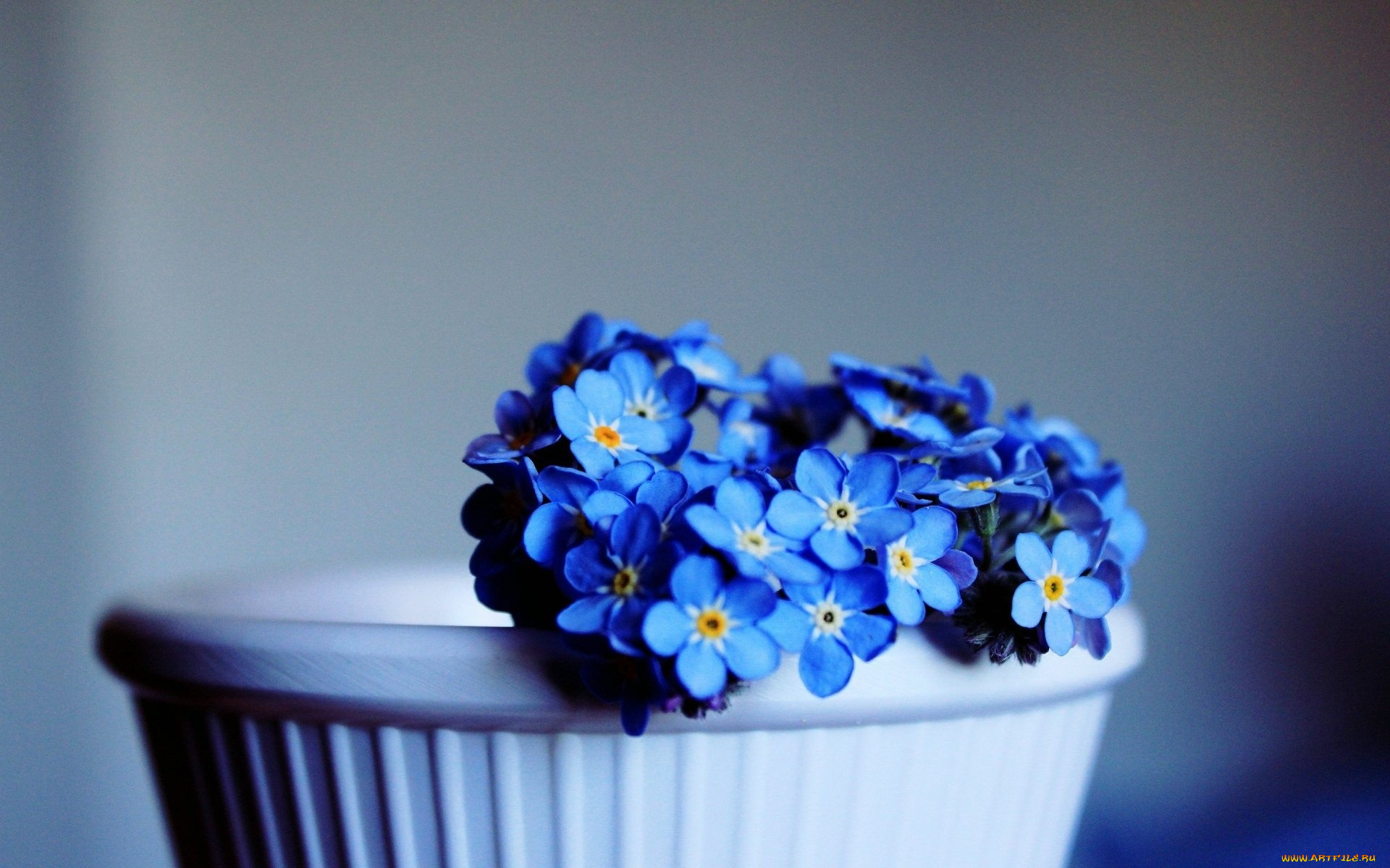 цветы, незабудки, синий