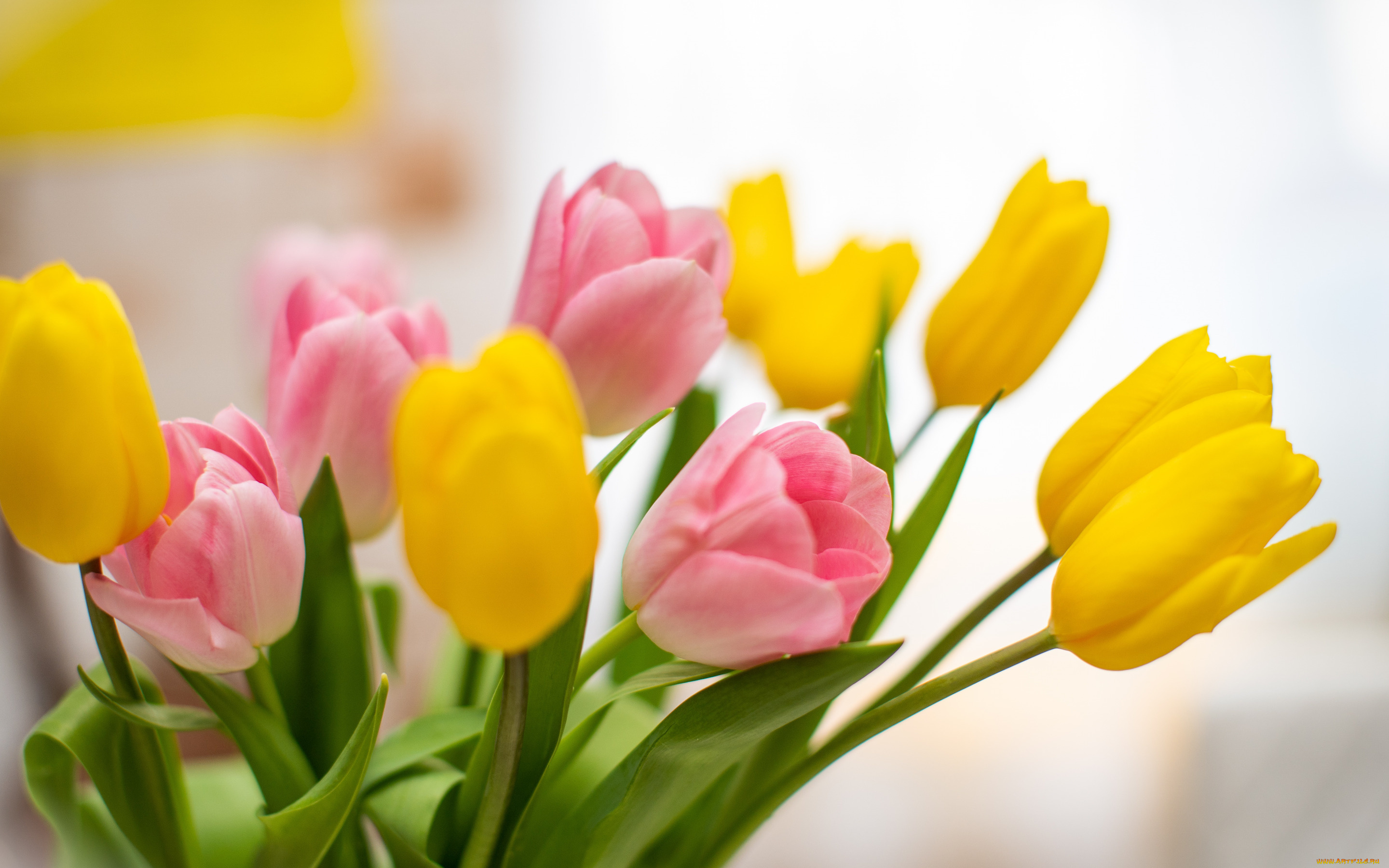 цветы, тюльпаны, букет, желтые, розовые