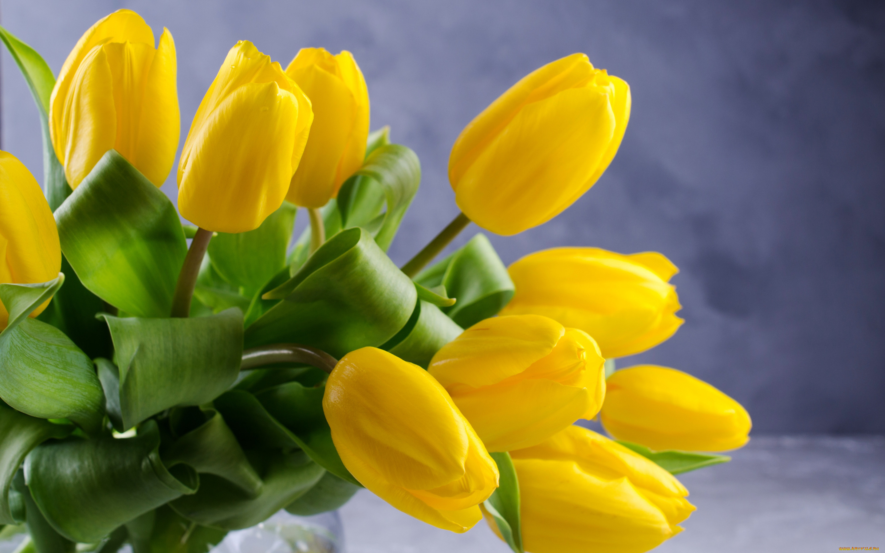 цветы, тюльпаны, фон, букет, желтые, красивые