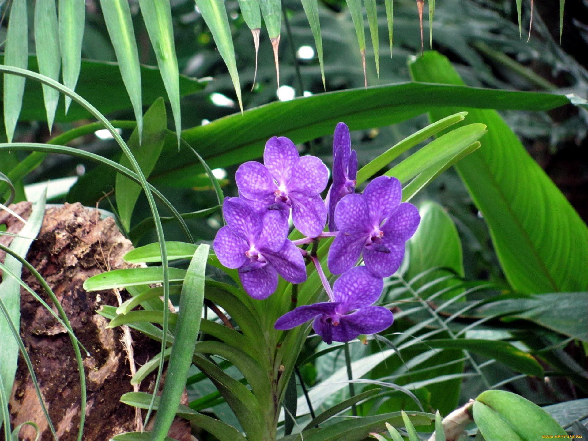цветы, орхидеи, лиловые