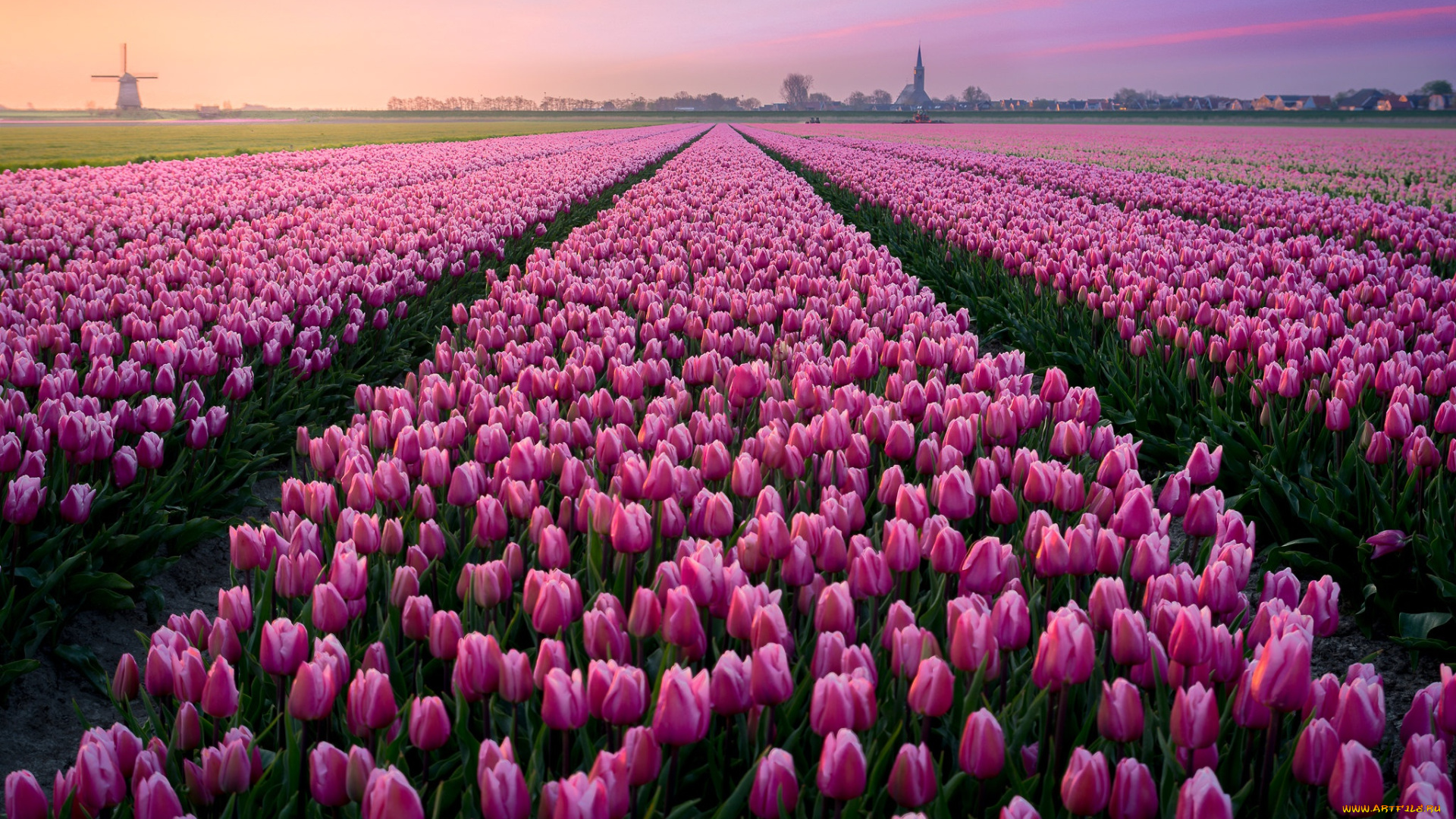 цветы, тюльпаны, поле, небо, весна, домики, розовые, много, ряды, голландия, плантация