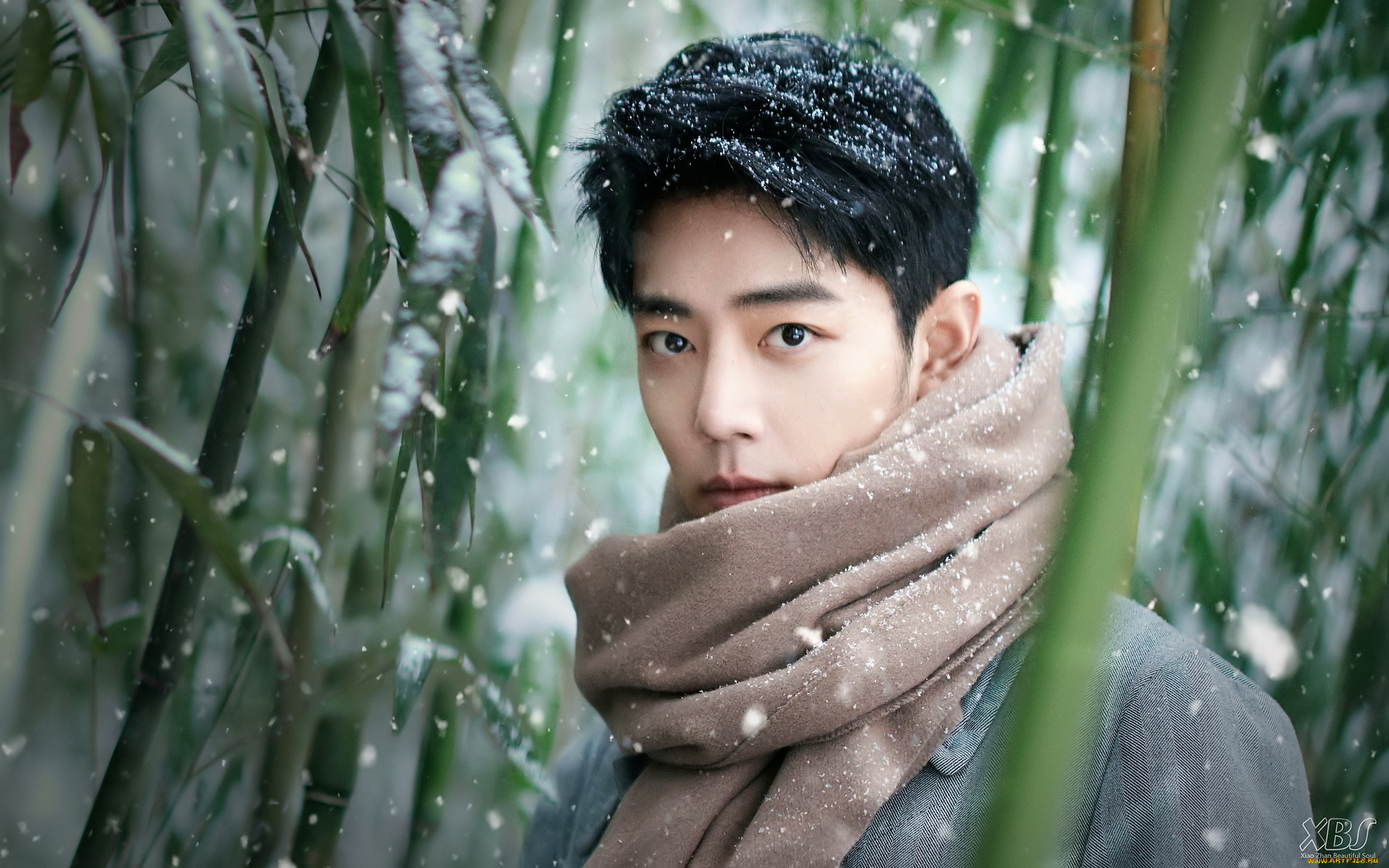 мужчины, xiao, zhan, актер, шарф, лес, бамбук, снег