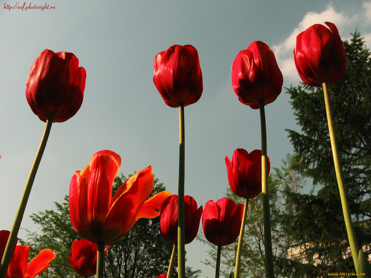 кровавые, тюльпаны, мемориала, цветы