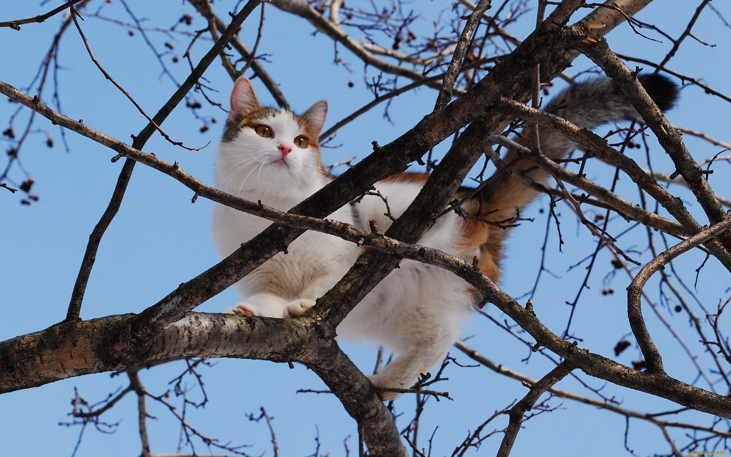 Котенок на дереве загрузить