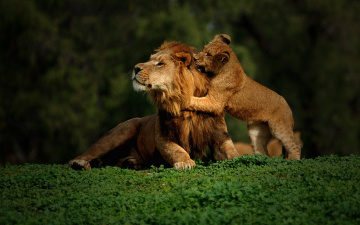 Картинка armen *** животные львы