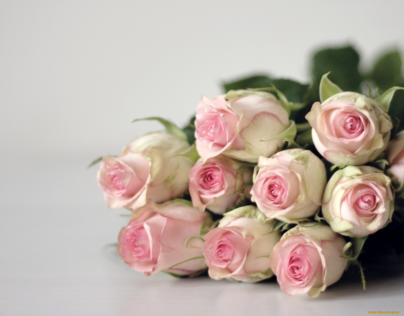 цветы, розы, бледно-розовые