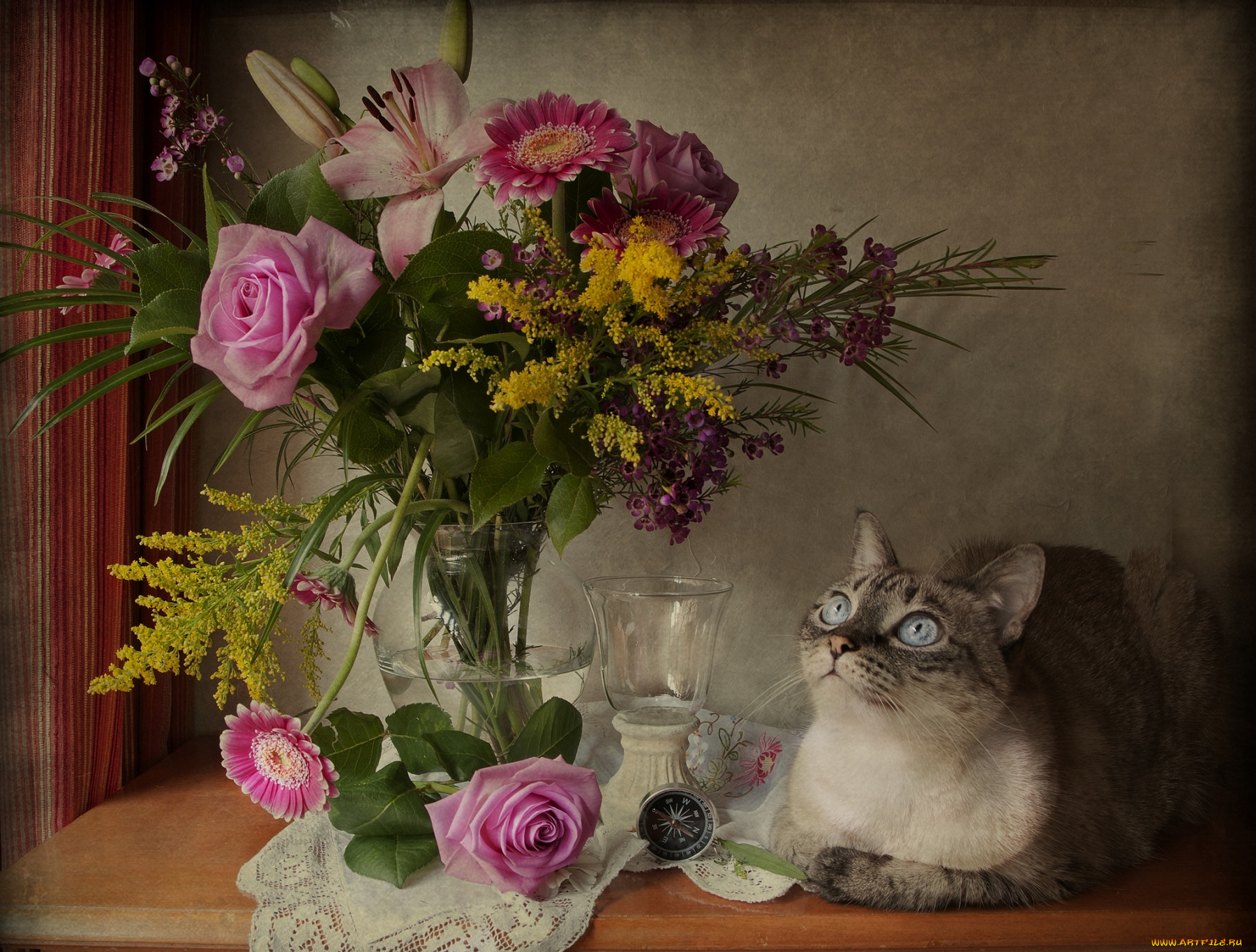 животные, коты, компас, кошка, букет, цветы