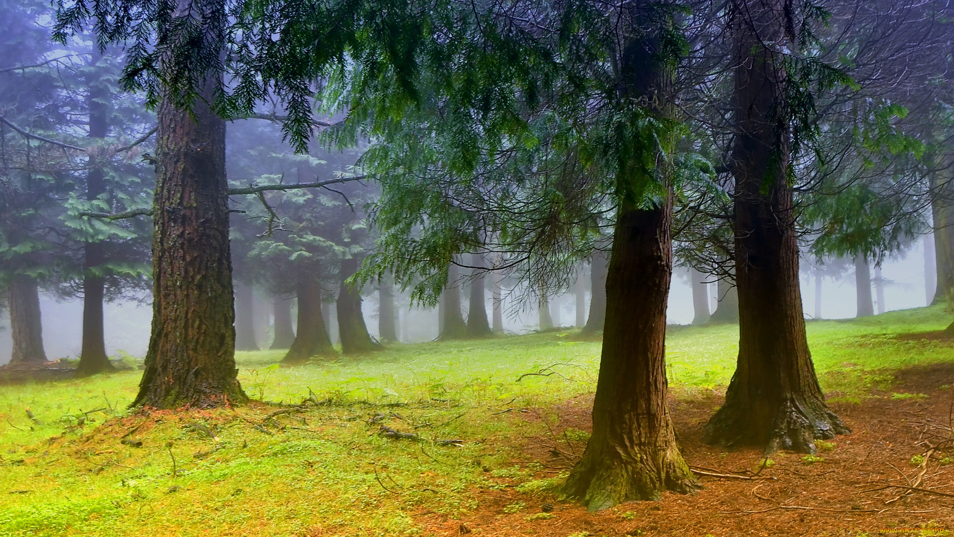 природа, деревья, лес, дымка, утро, туман