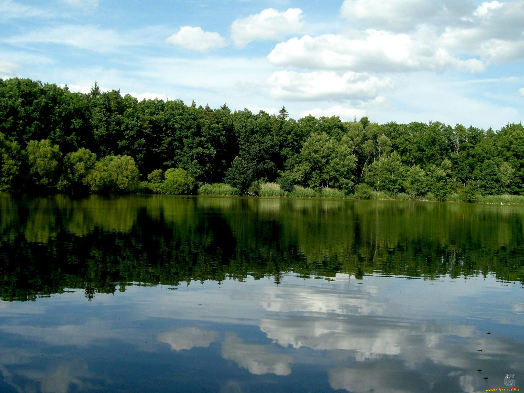 природа, реки, озера, река, деревья, отражение