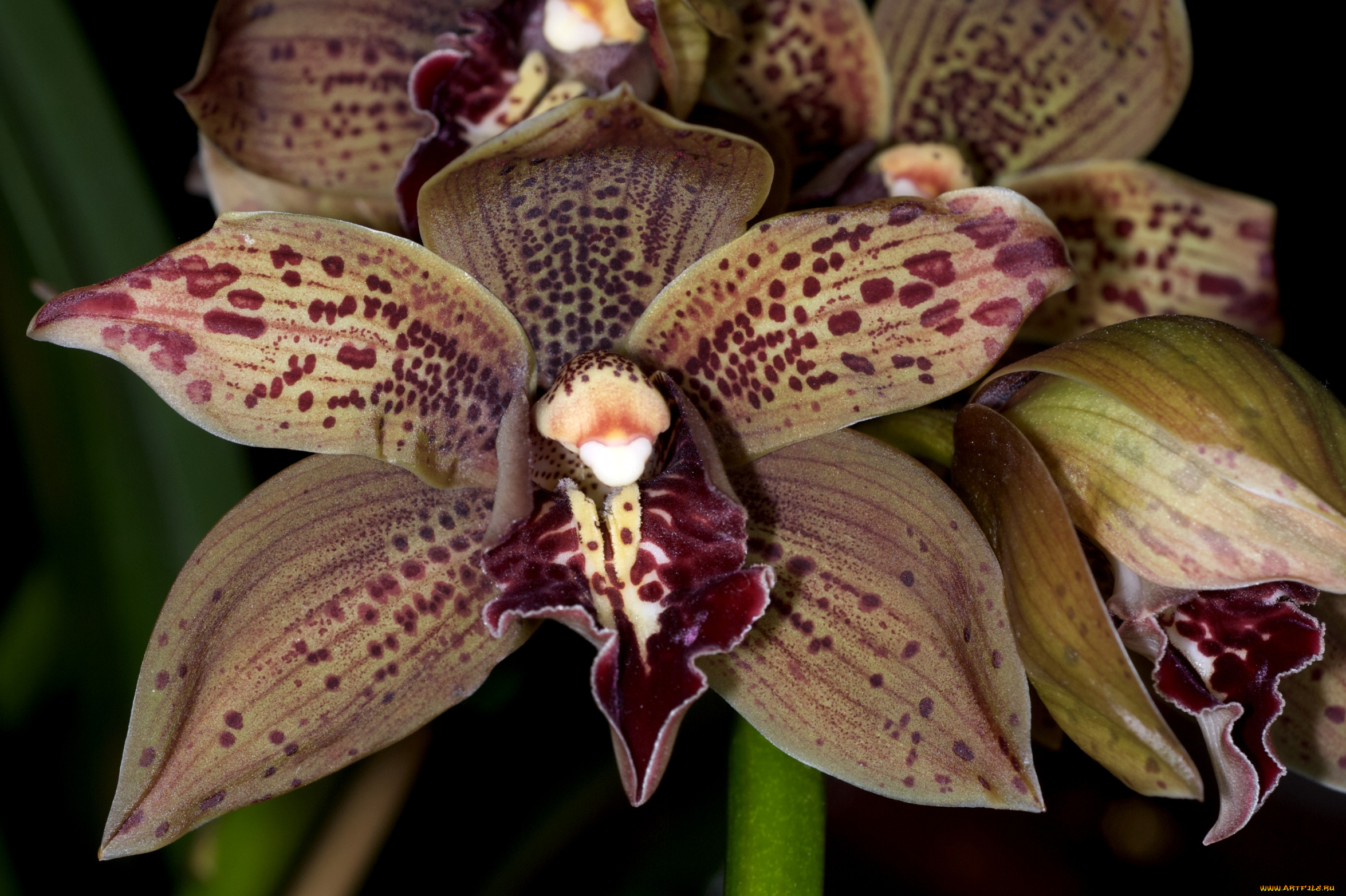 цветы, орхидеи, экзотика, коричневый, пятнистый
