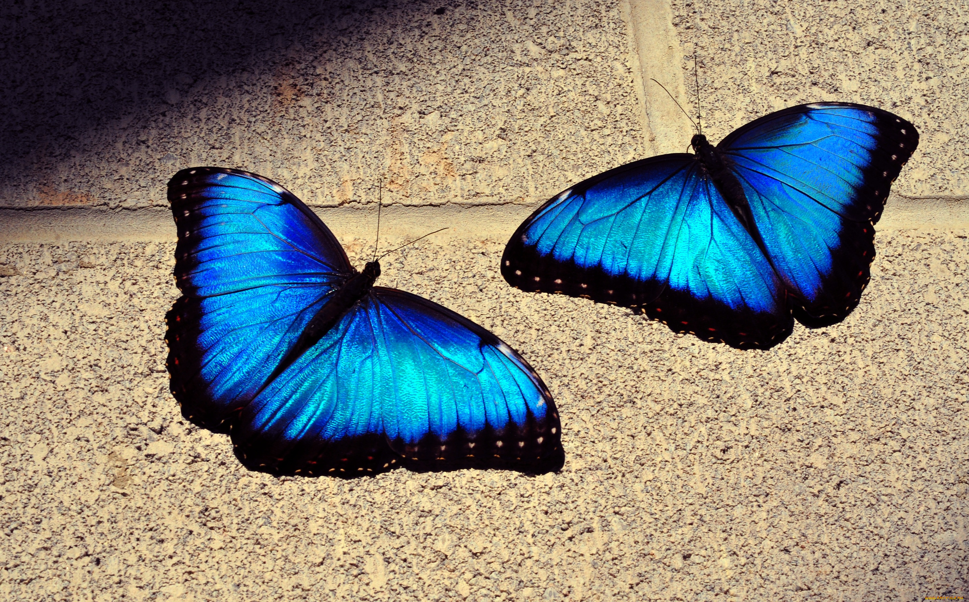 животные, бабочки, крылья, синий
