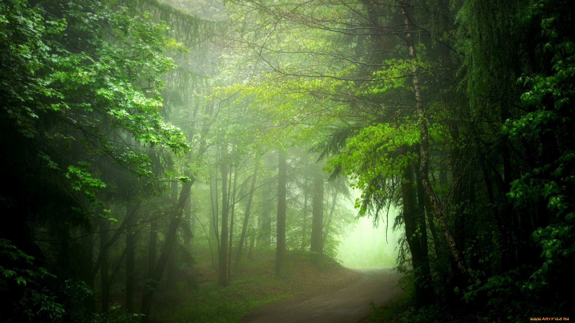 природа, дороги, лето, туман, лес