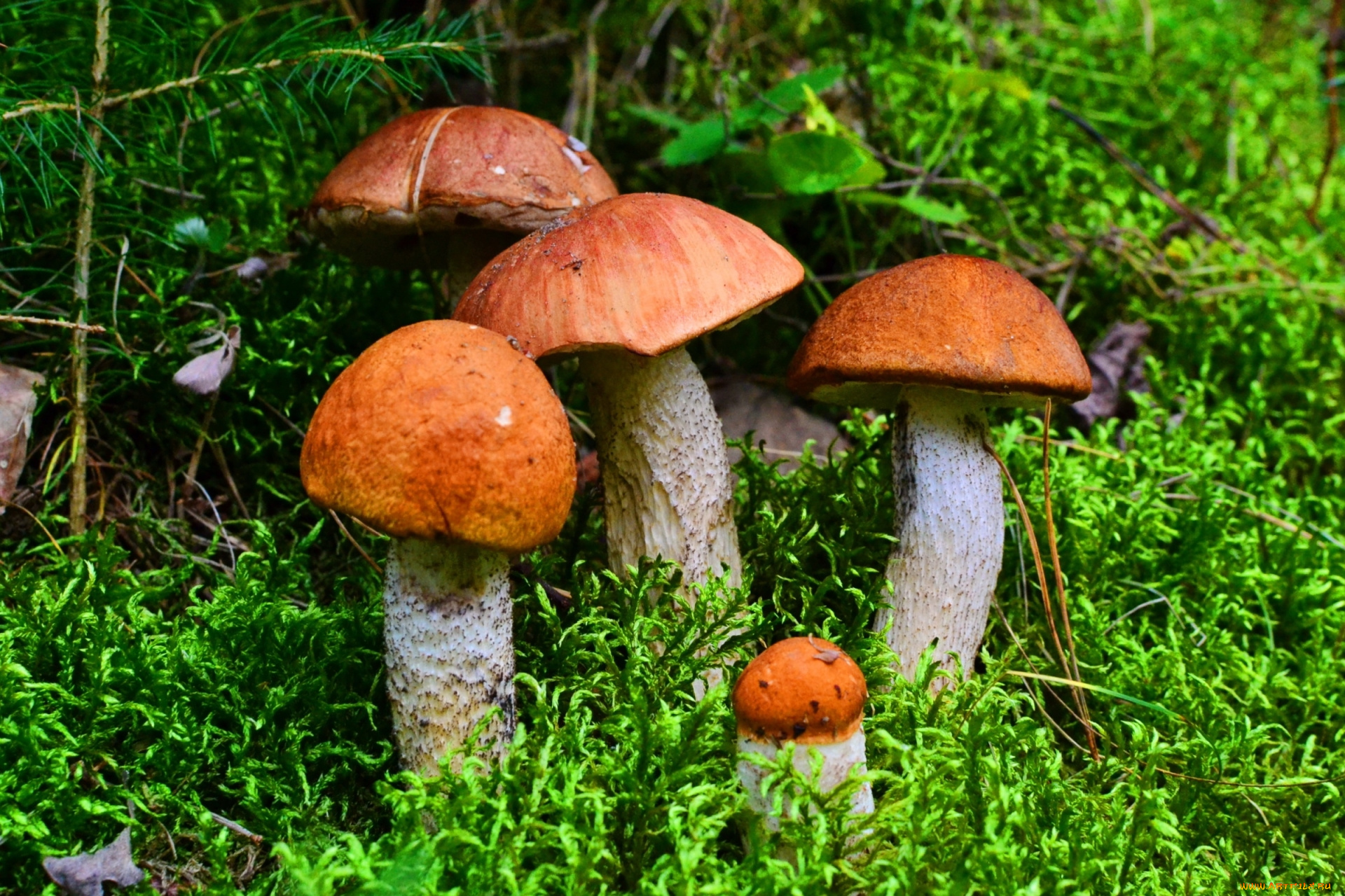 Сыроежки грибы без смс