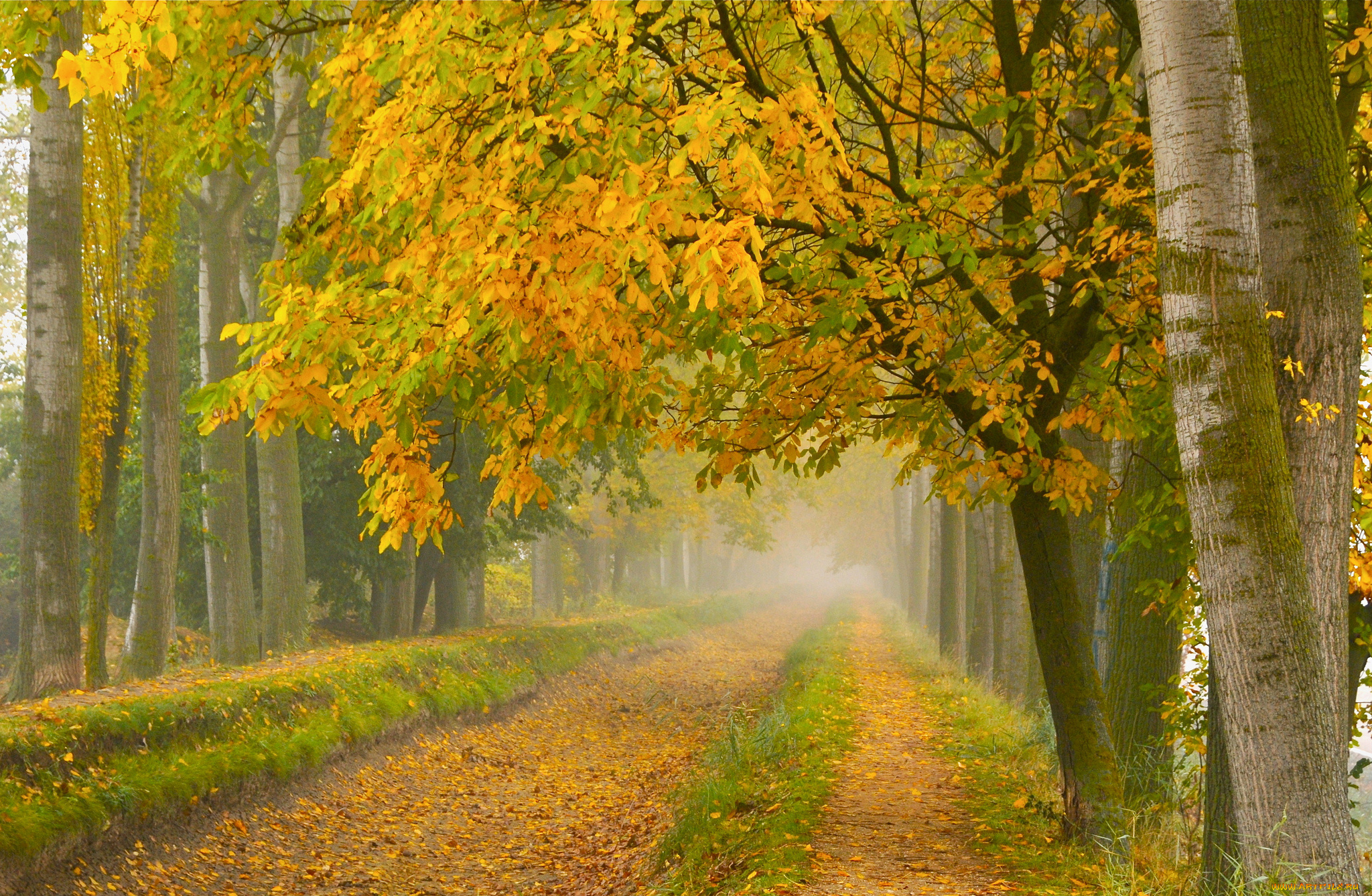 природа, дороги, туман, парк, осень