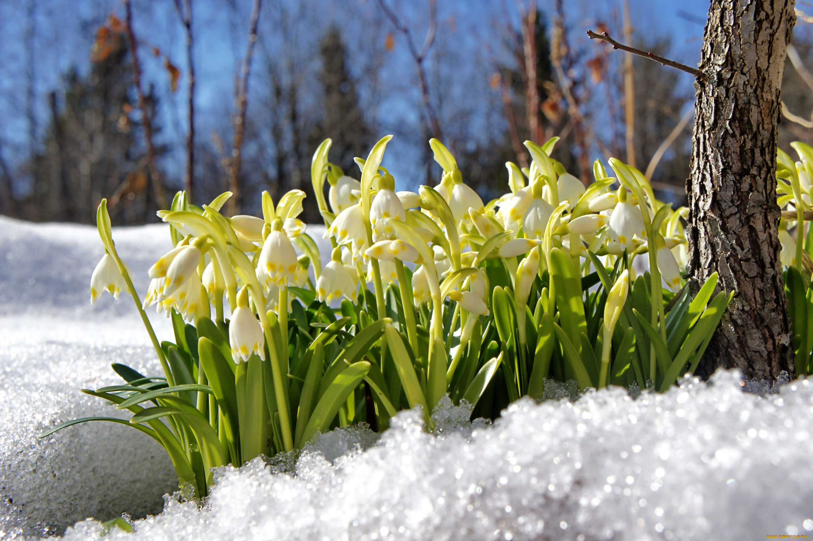 Подснежники снег ранняя весна скачать