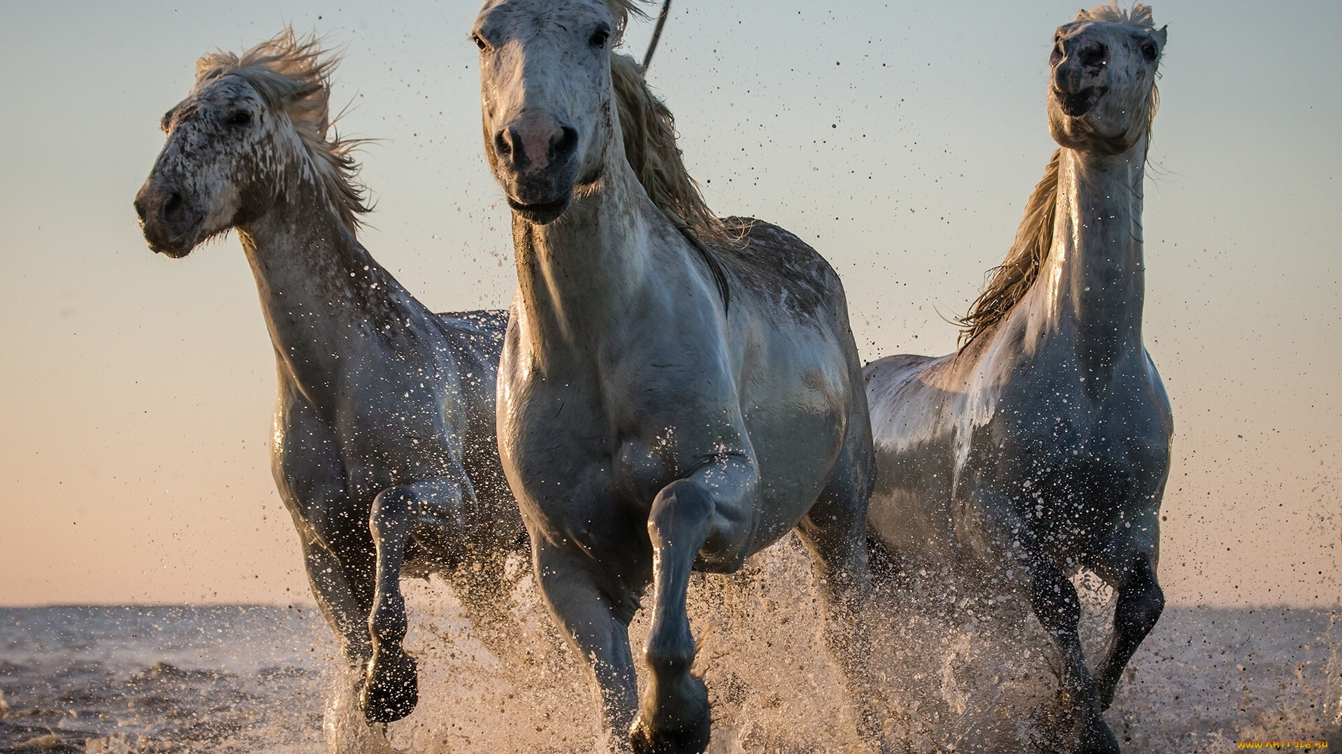 животные, лошади, брызги, кони, вода