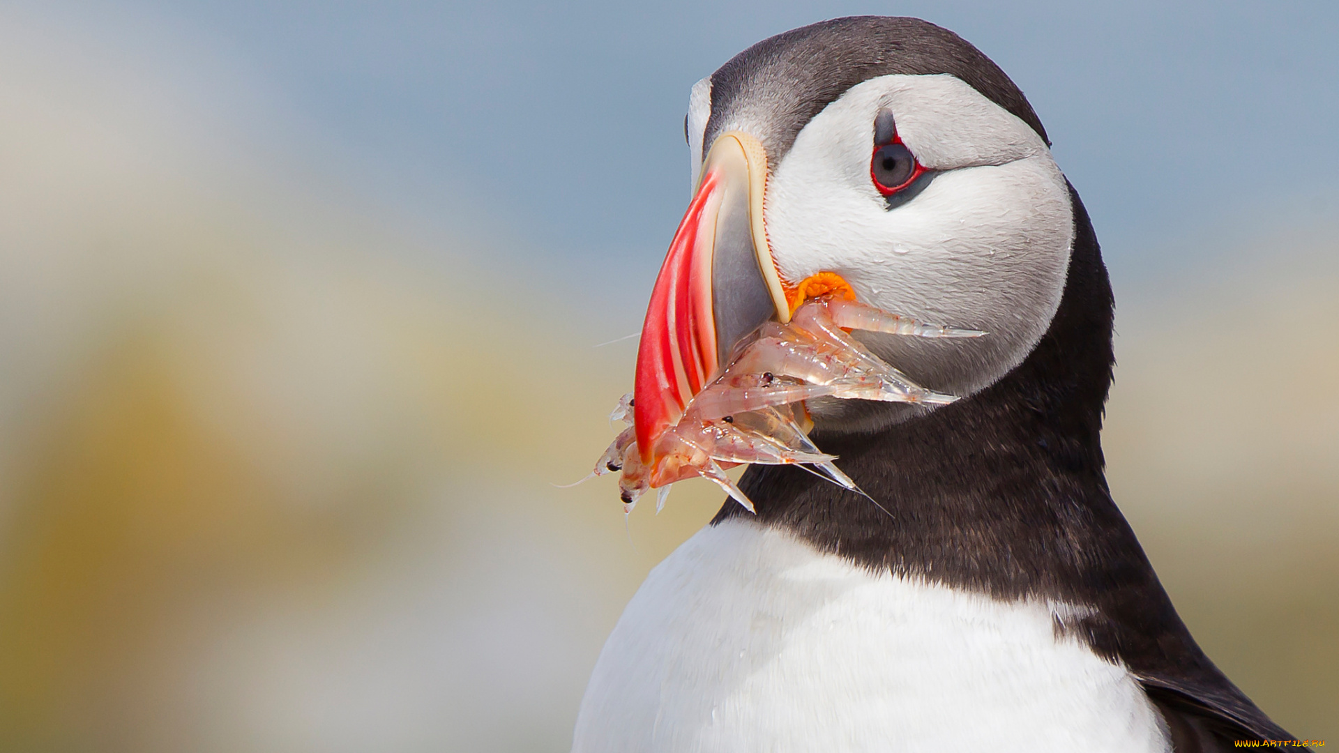 животные, тупики, птица, атлантический, тупик, fratercula, arctica, puffin, улов, рыба, фон